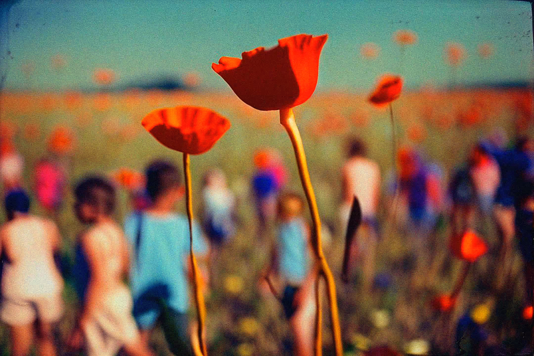 Papaver Somniferum 