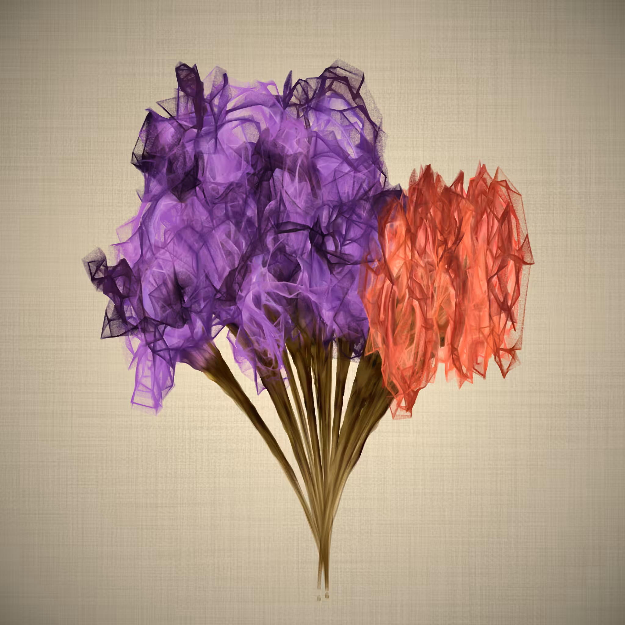 lilium