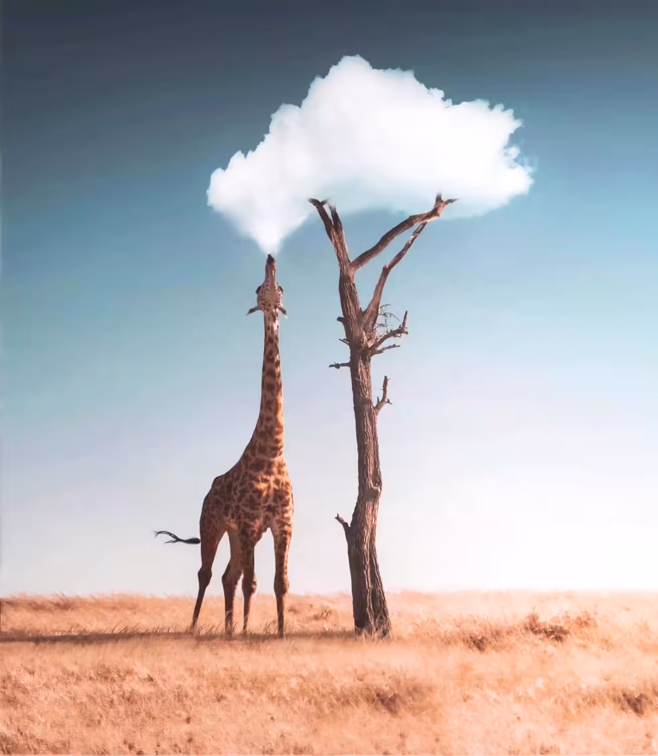 Perspective
