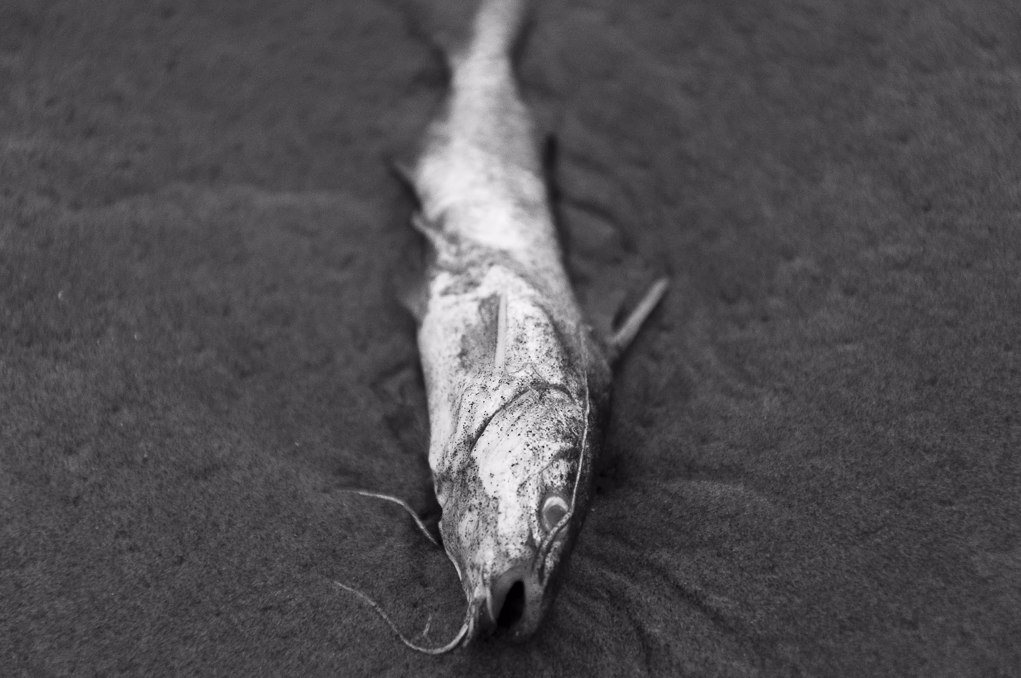 Sea Catfish