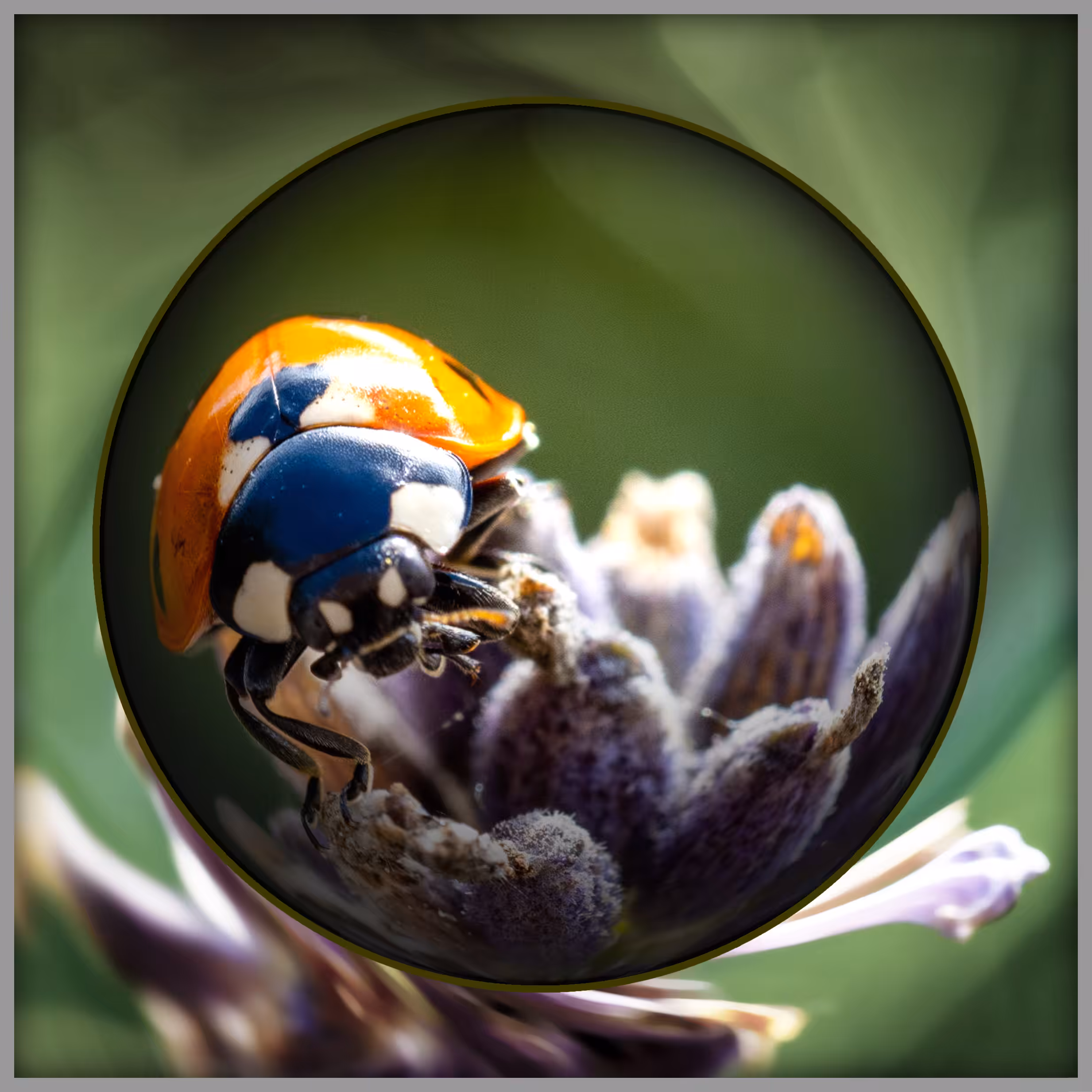 Animal Series No.8 Lovely Ladybug
