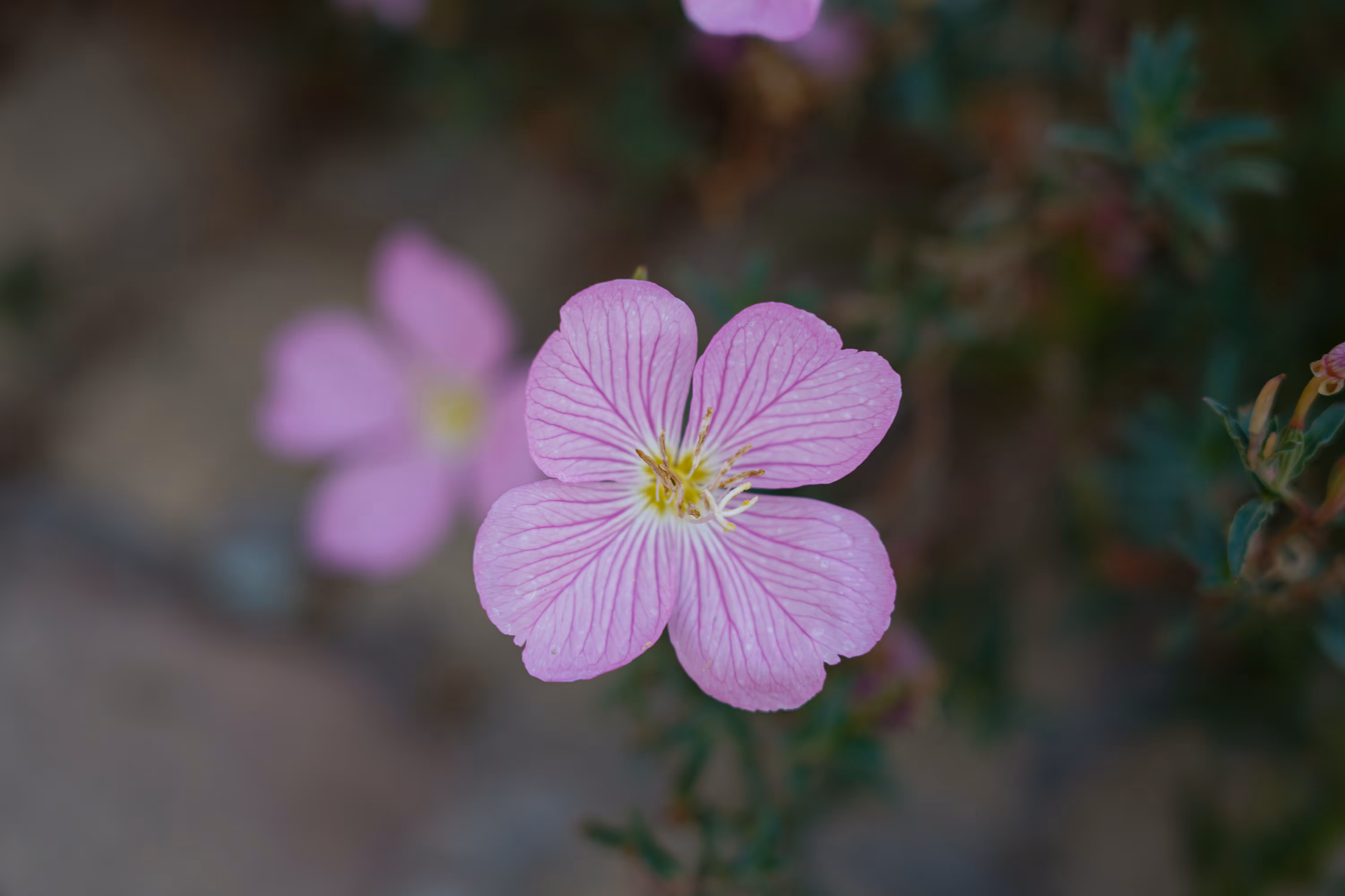 flowers: Beautiful Pink