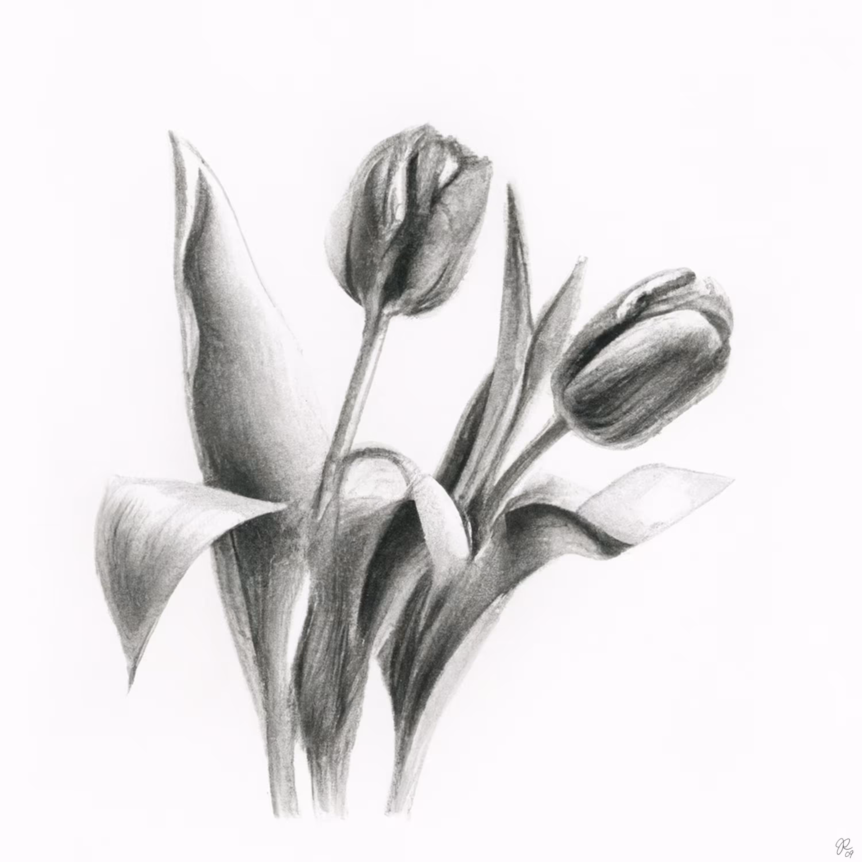 Tulip Study