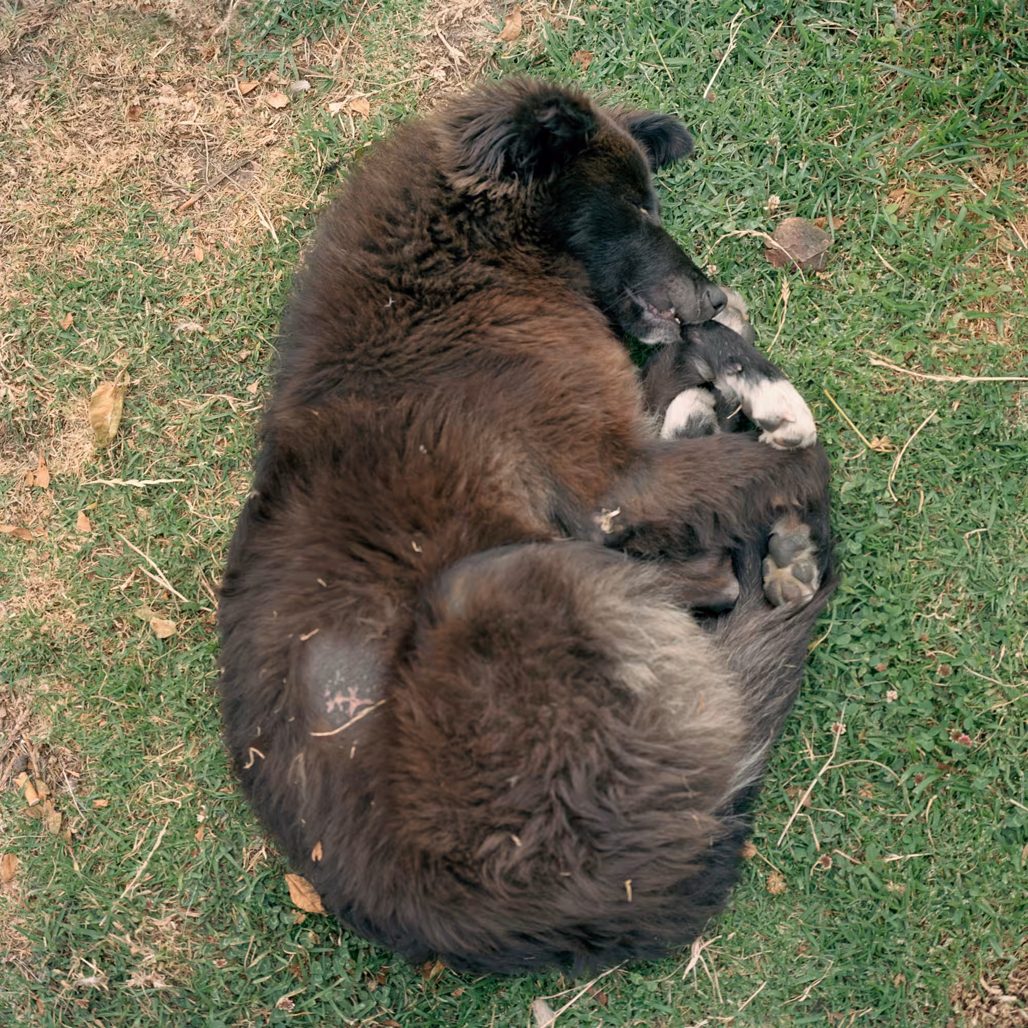 Dog Days, Bogotá #55