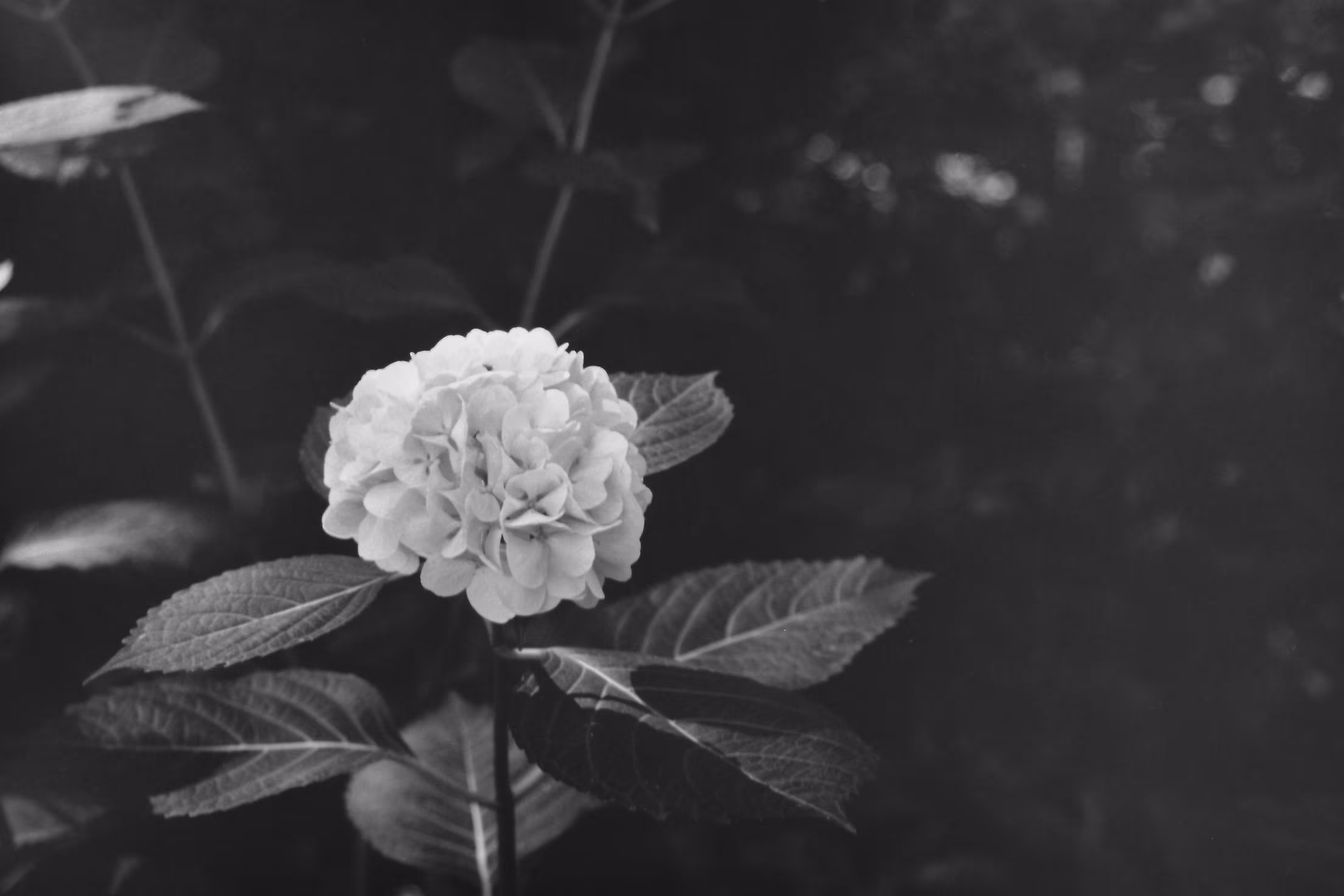 Heaven Series: The World of Film - Beautiful World