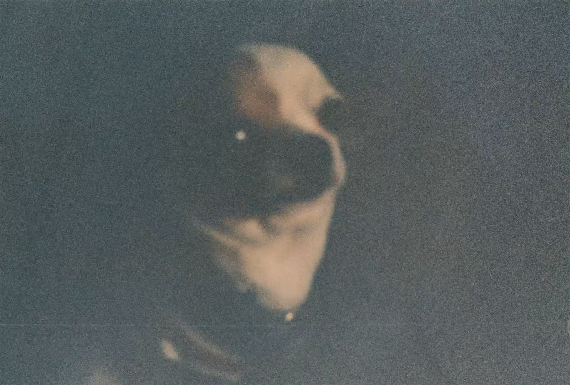 The Chihuahua