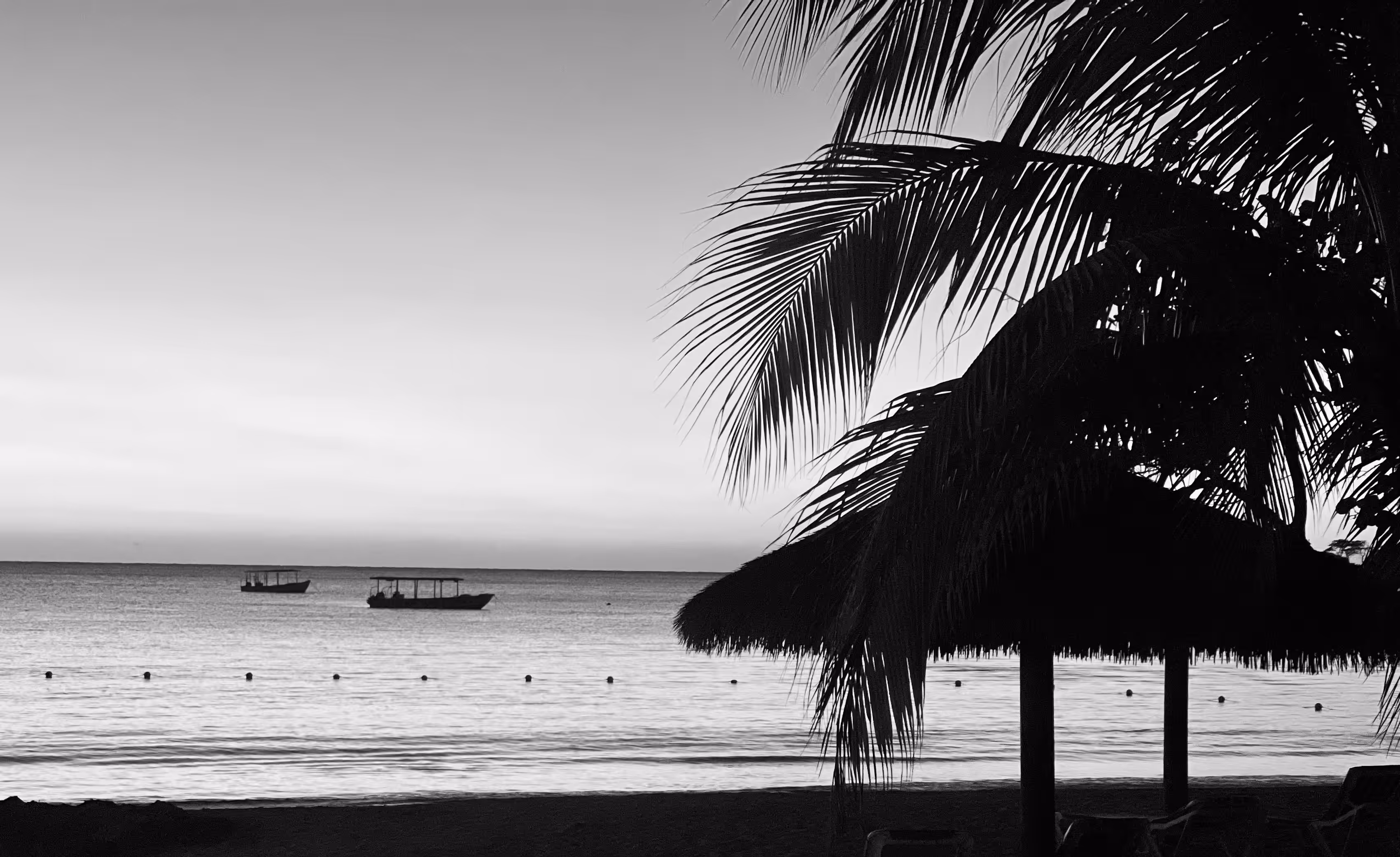 In Company of Palms II