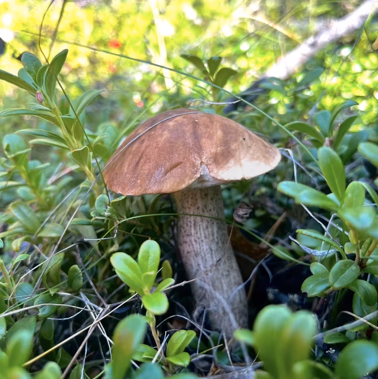 Leccinum scabrum