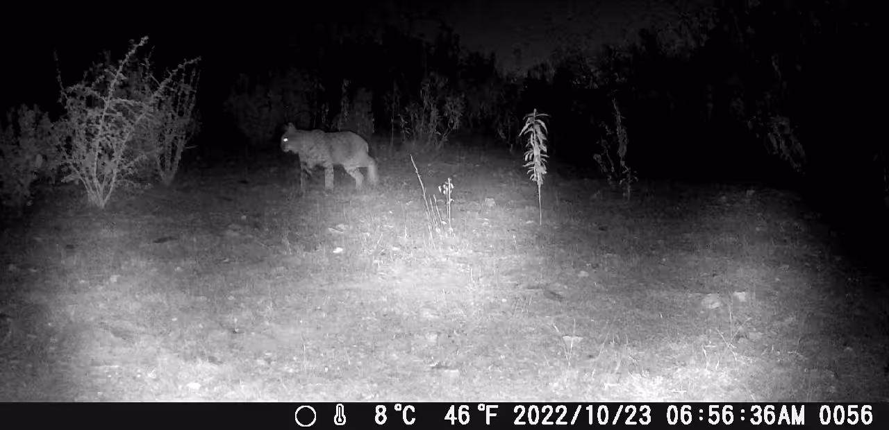 BOBCAT AND BOBCAT KITTEN