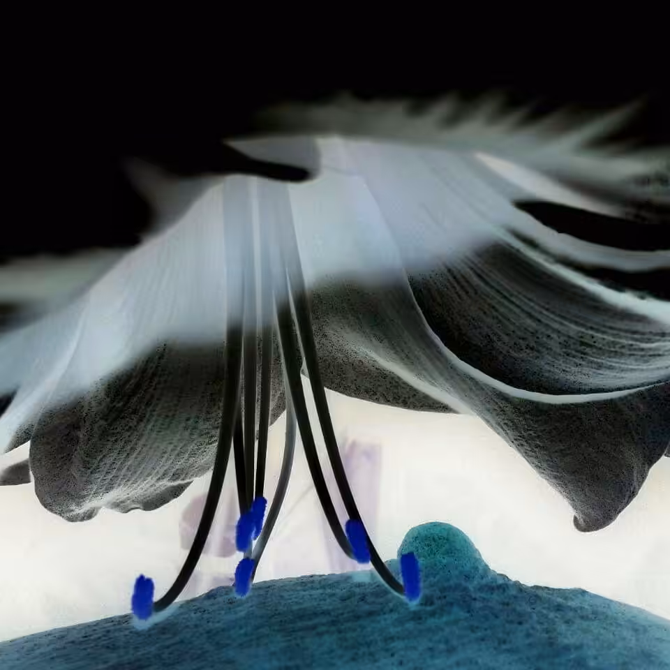 THE LAST KISS