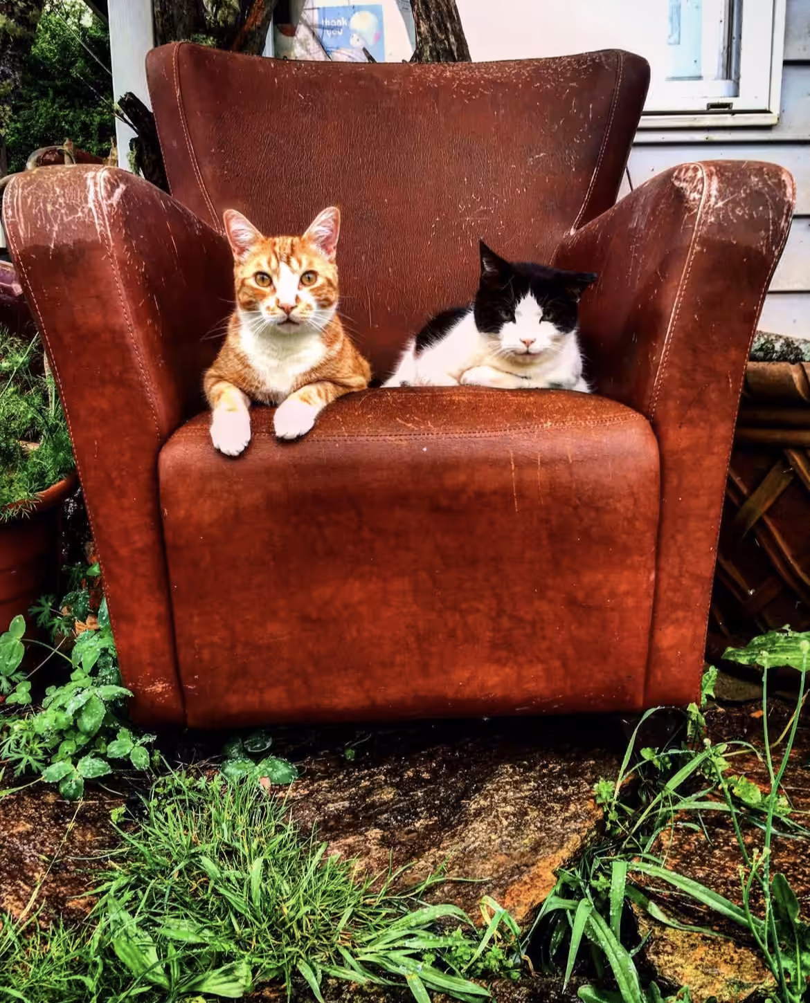 FarmCats