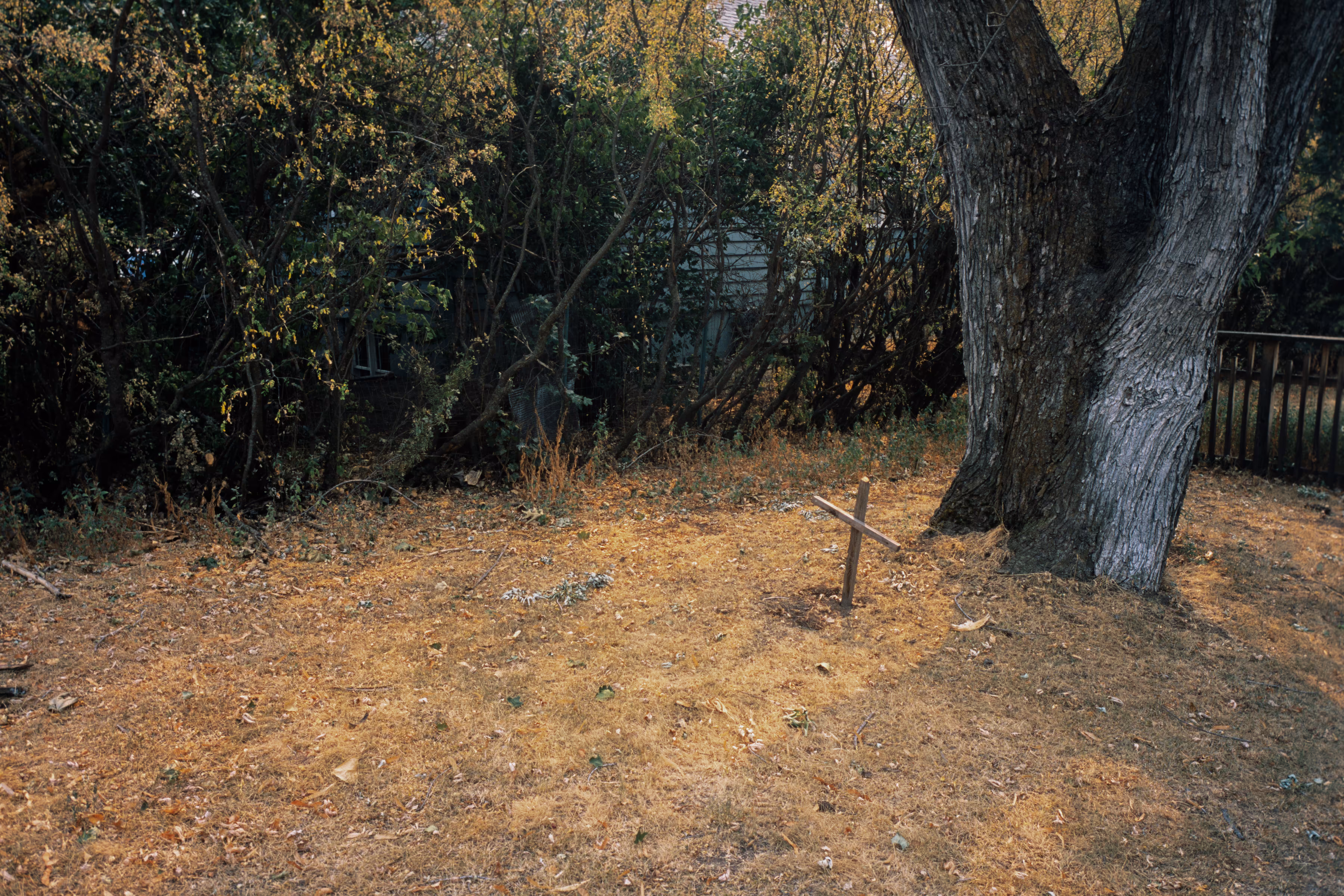 Yard