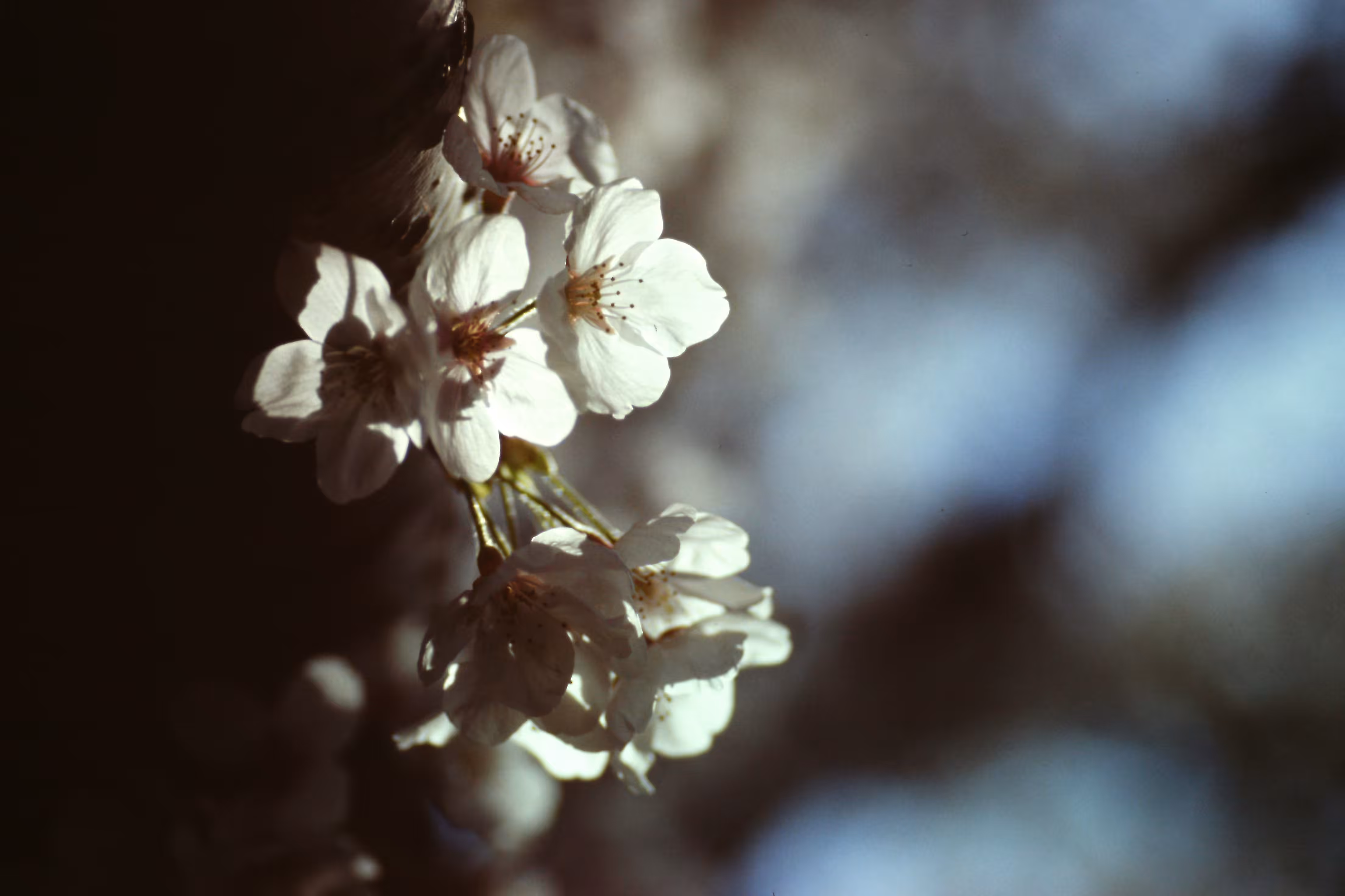 Heaven Series: The World of Film - Beautiful World