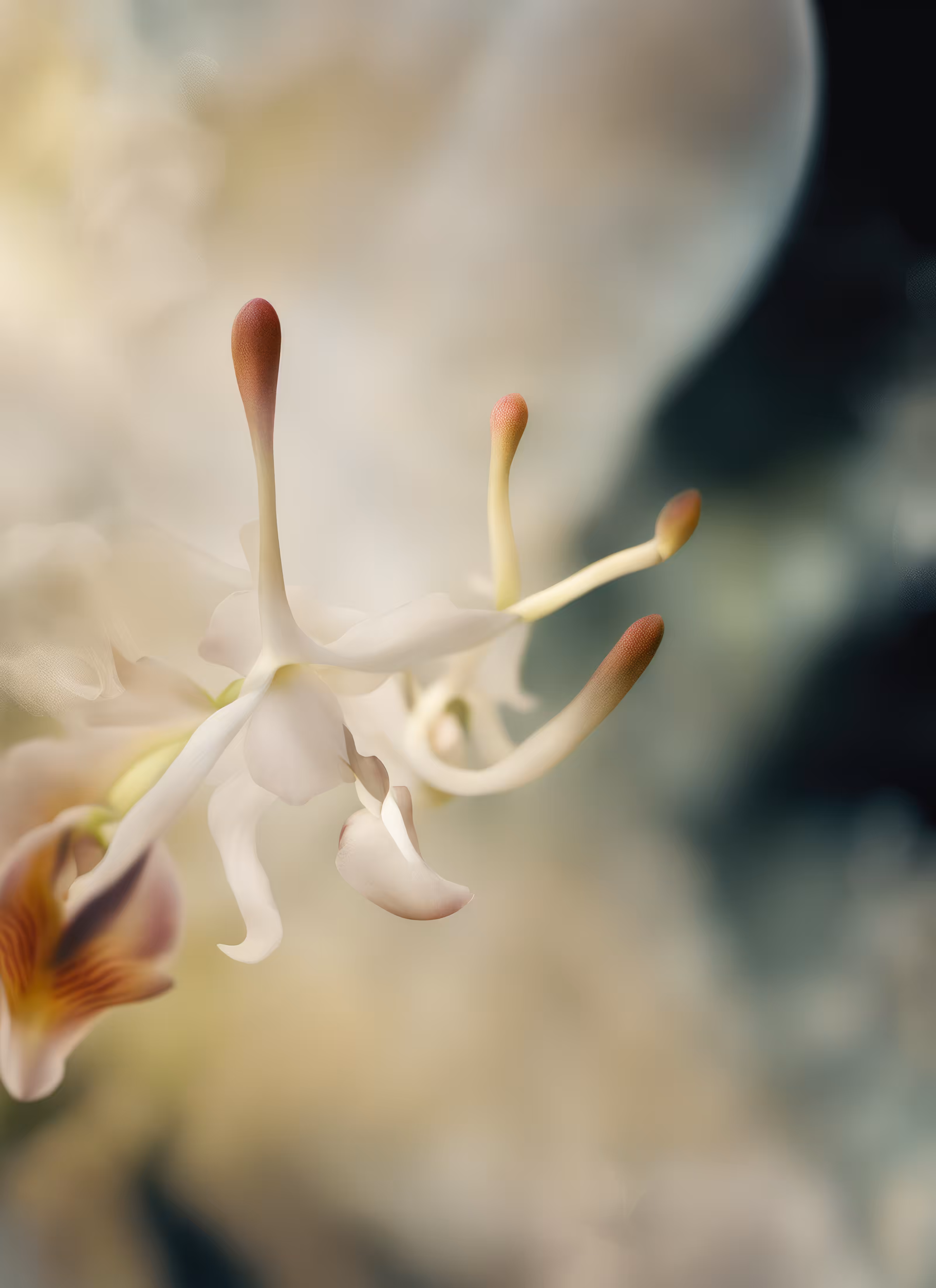 Blur Fleurs :: Merge #10