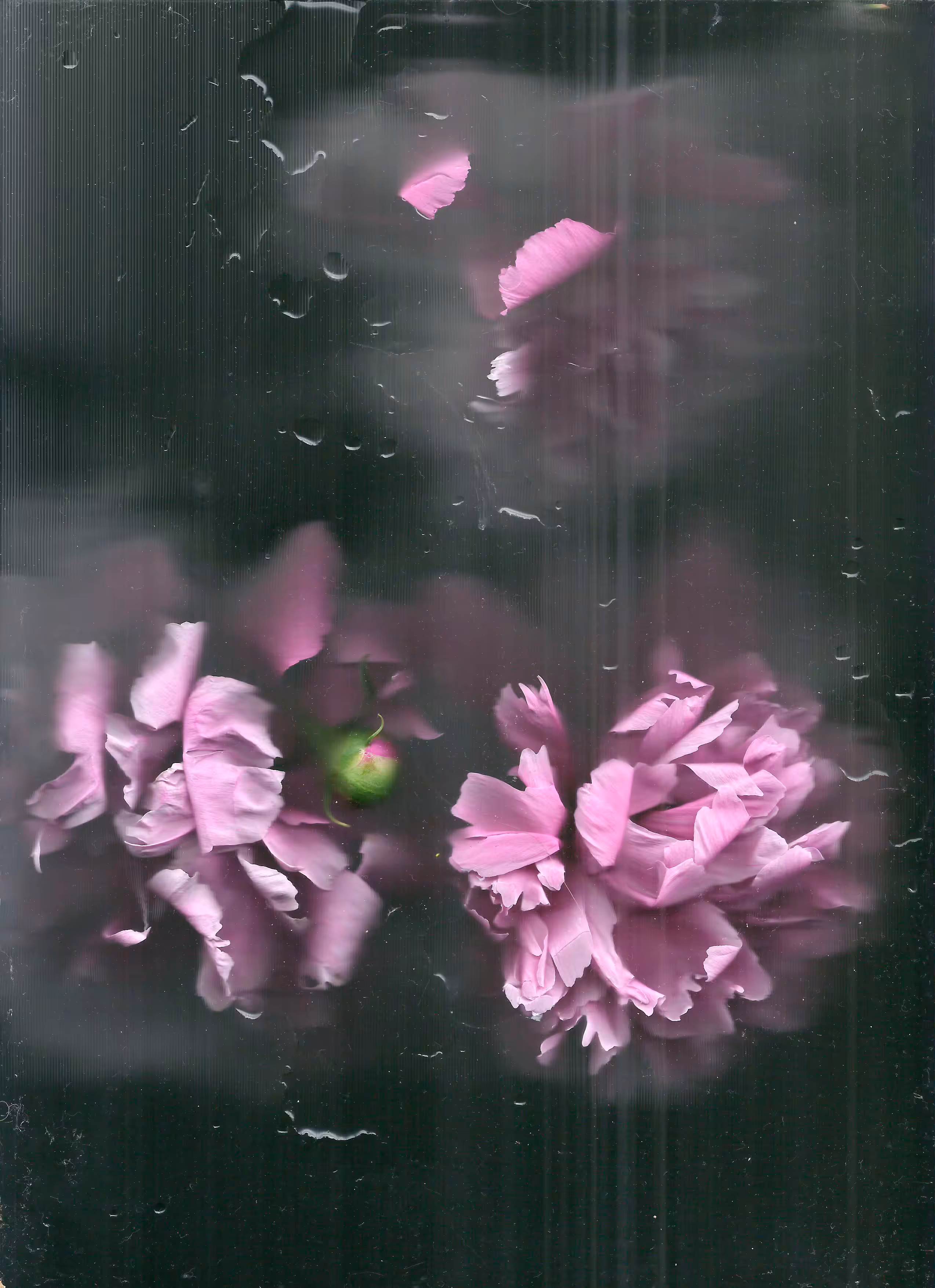 Scanography poster: Pink