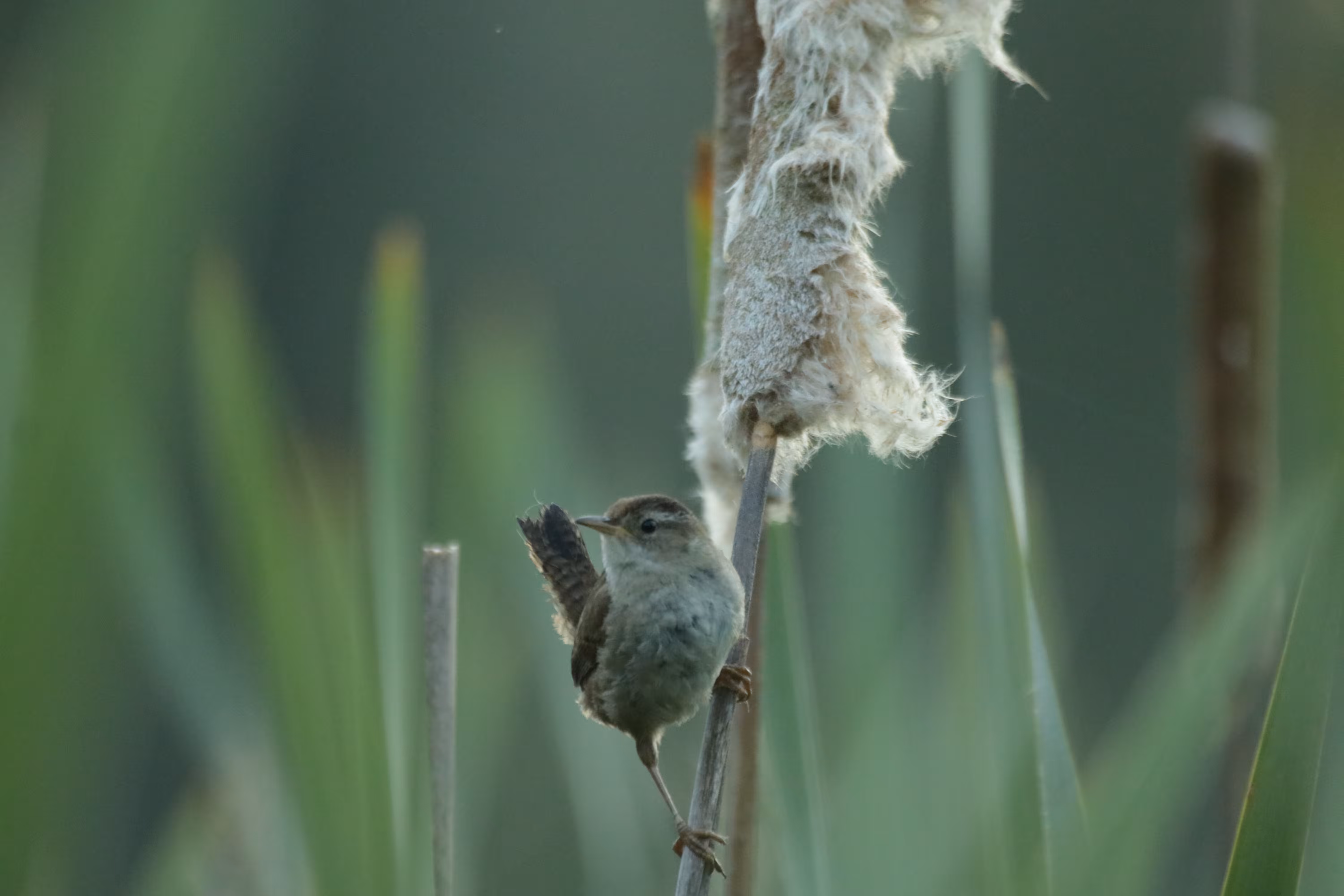Wren