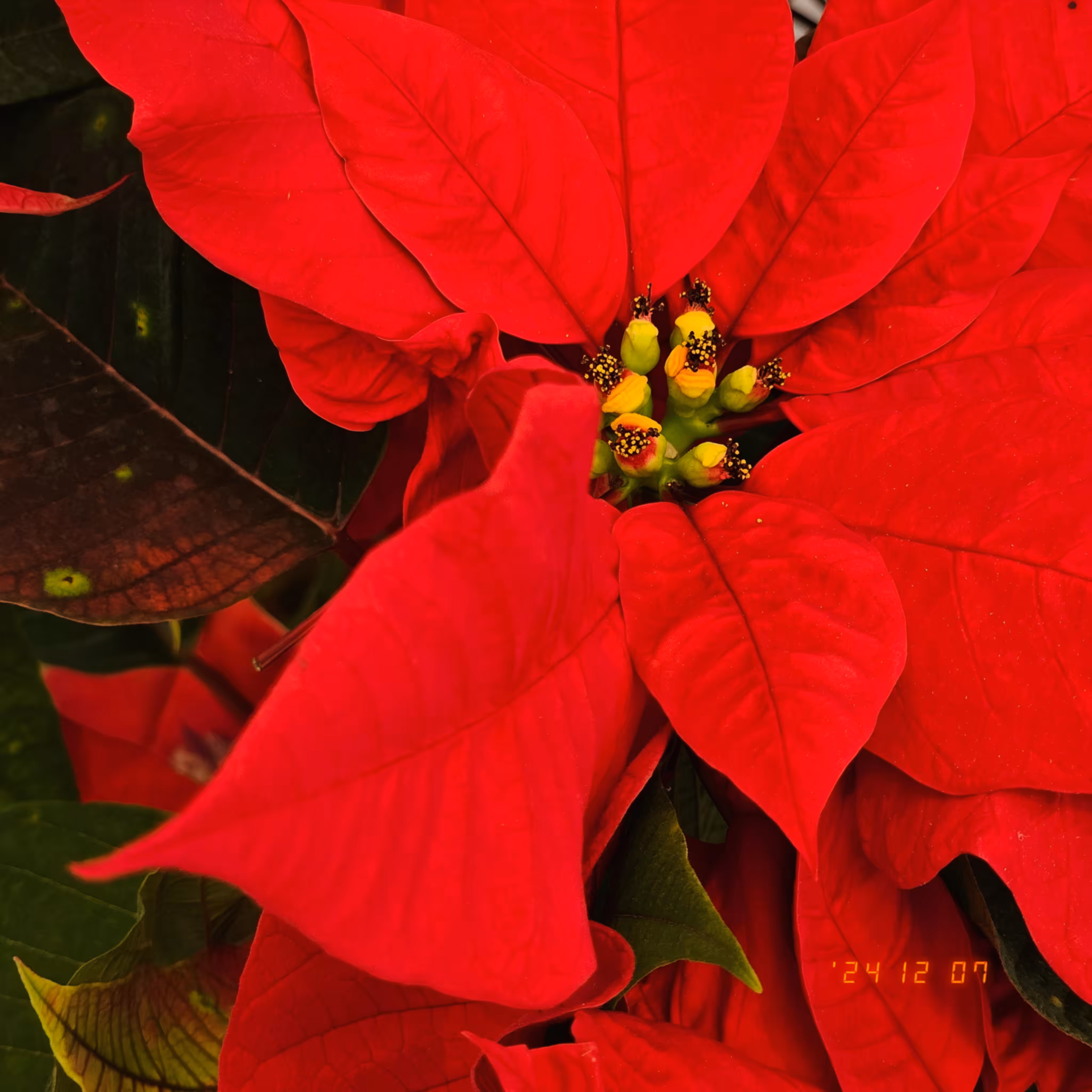 :a Visual Odyssey:: Day 342/365