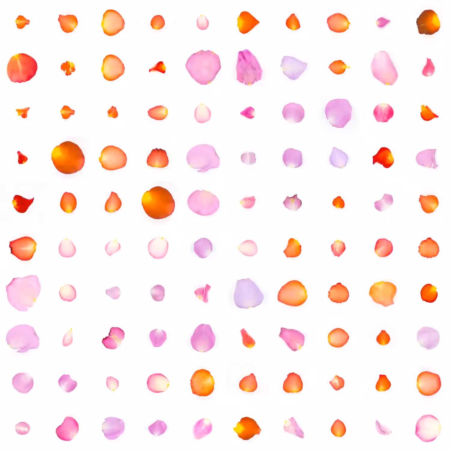 Infinite Petals 10x10#10024