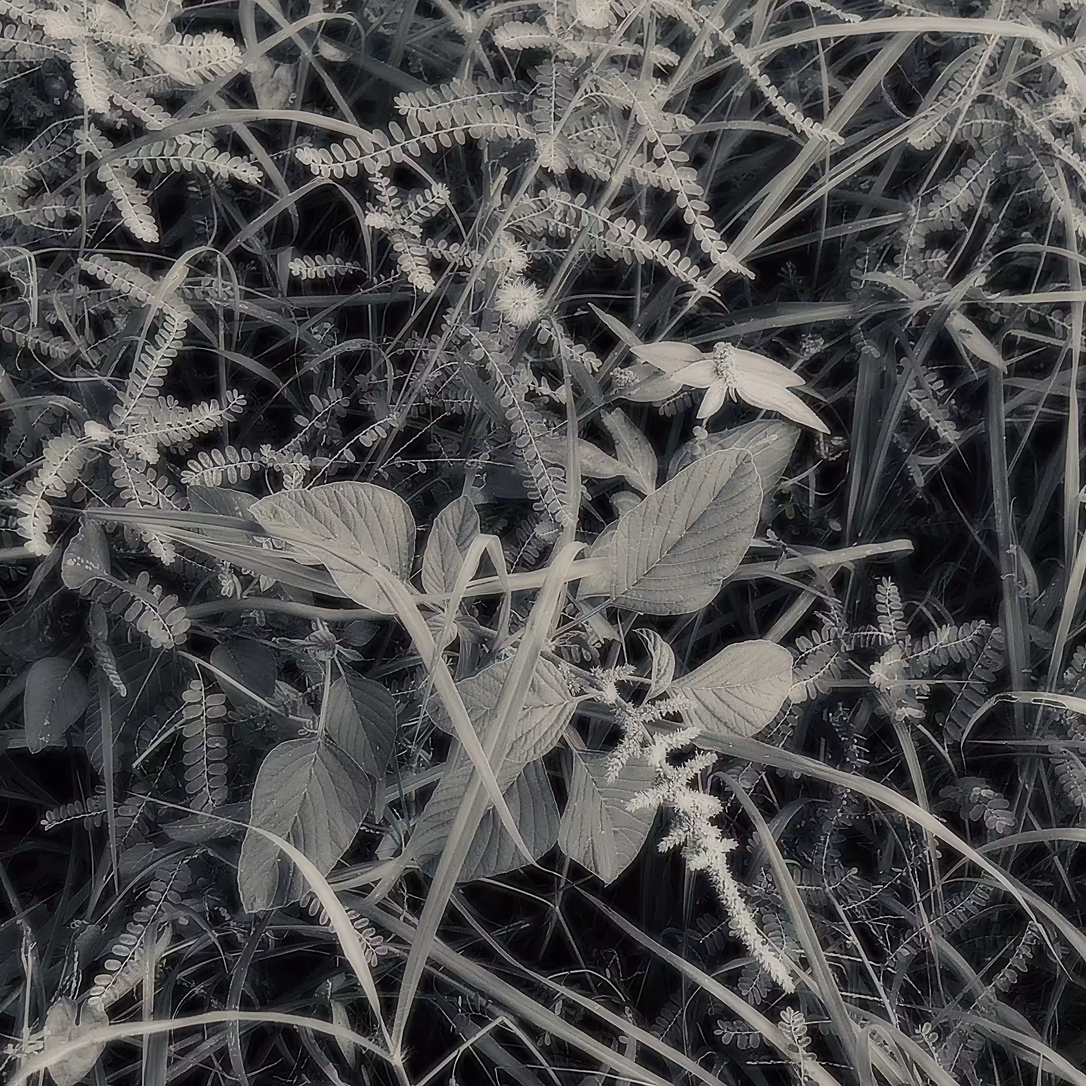 Perennial
