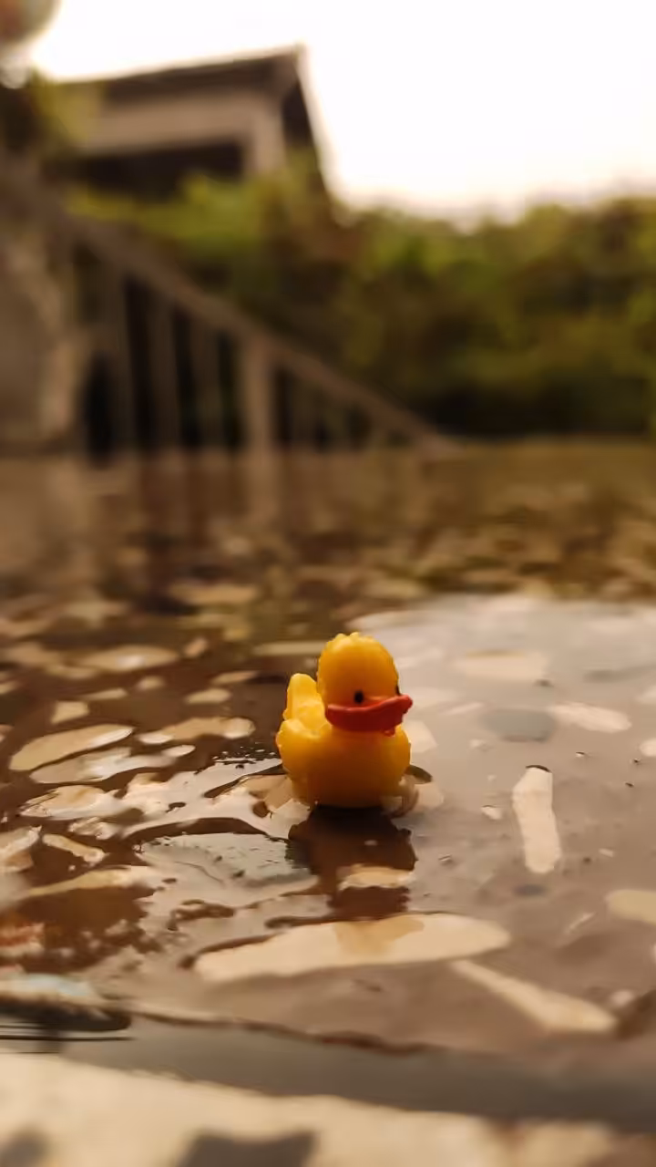 Duck #3