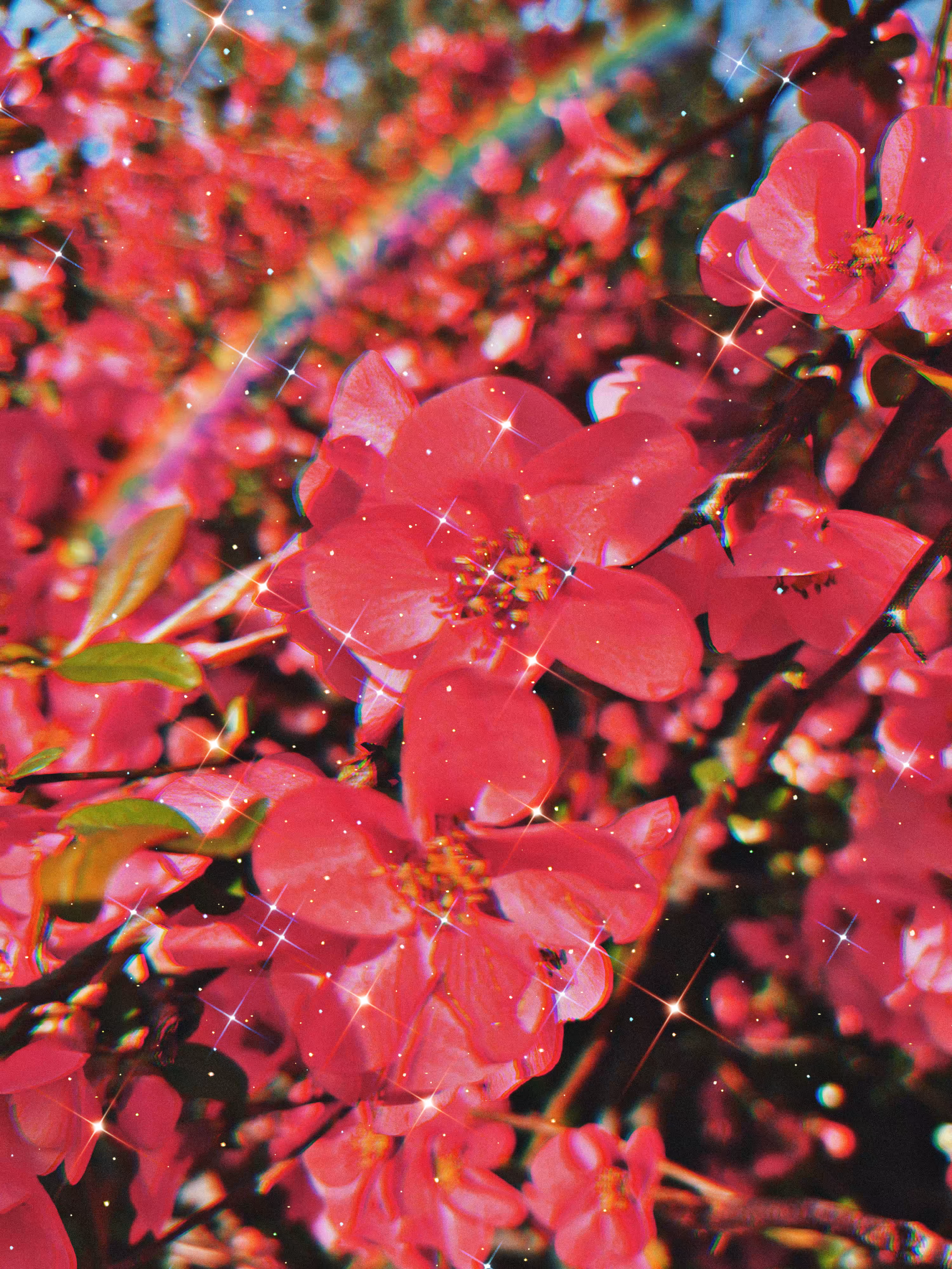 Japanese Quince