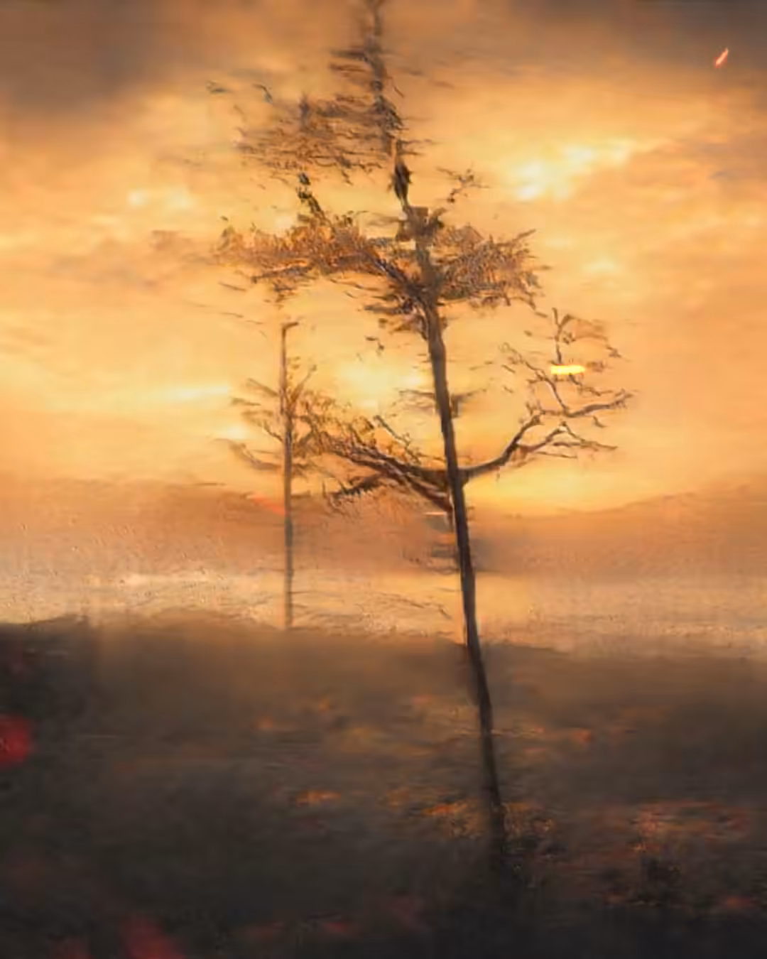 / FOREST FIRES /