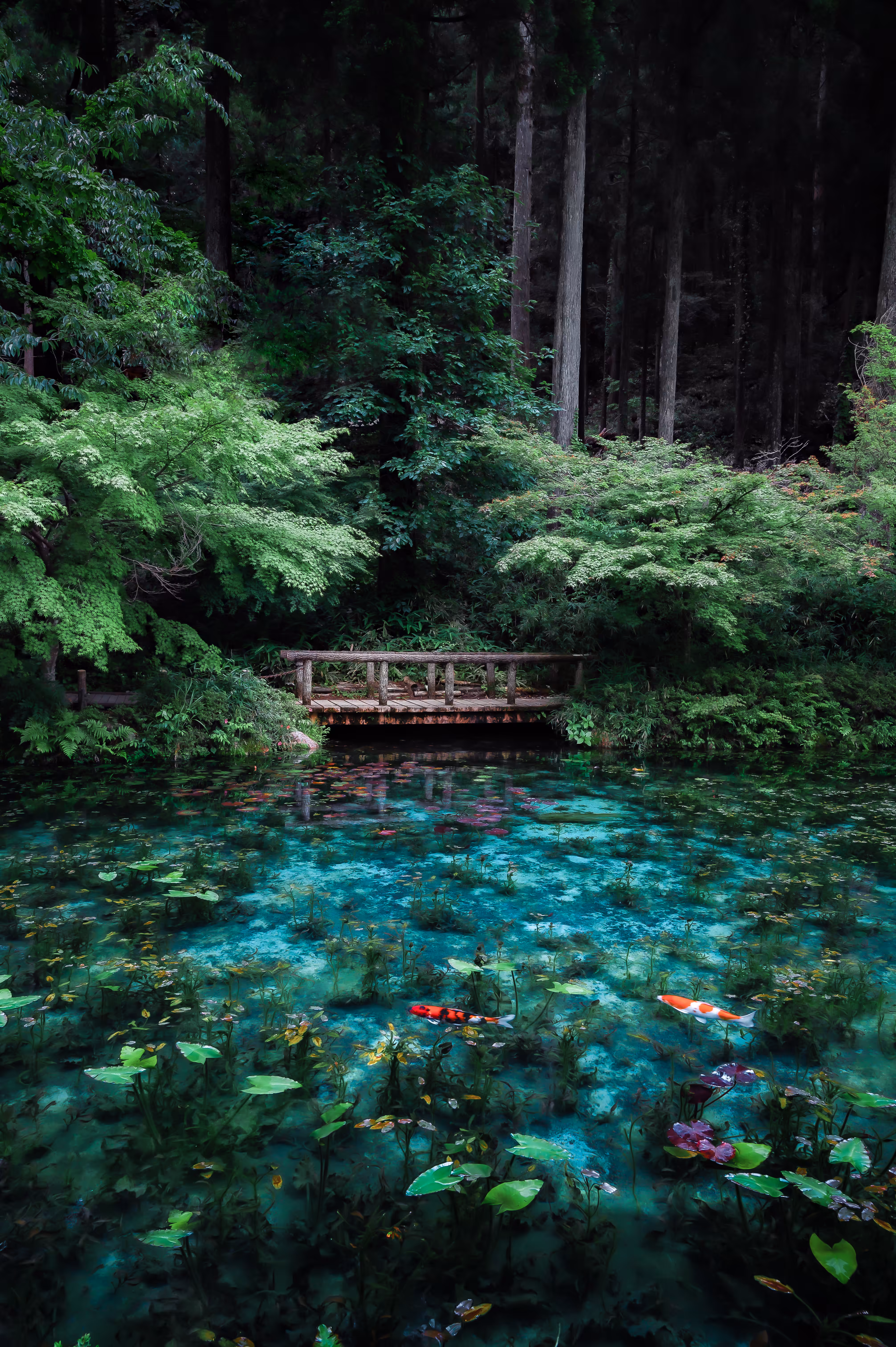 pond without a name 