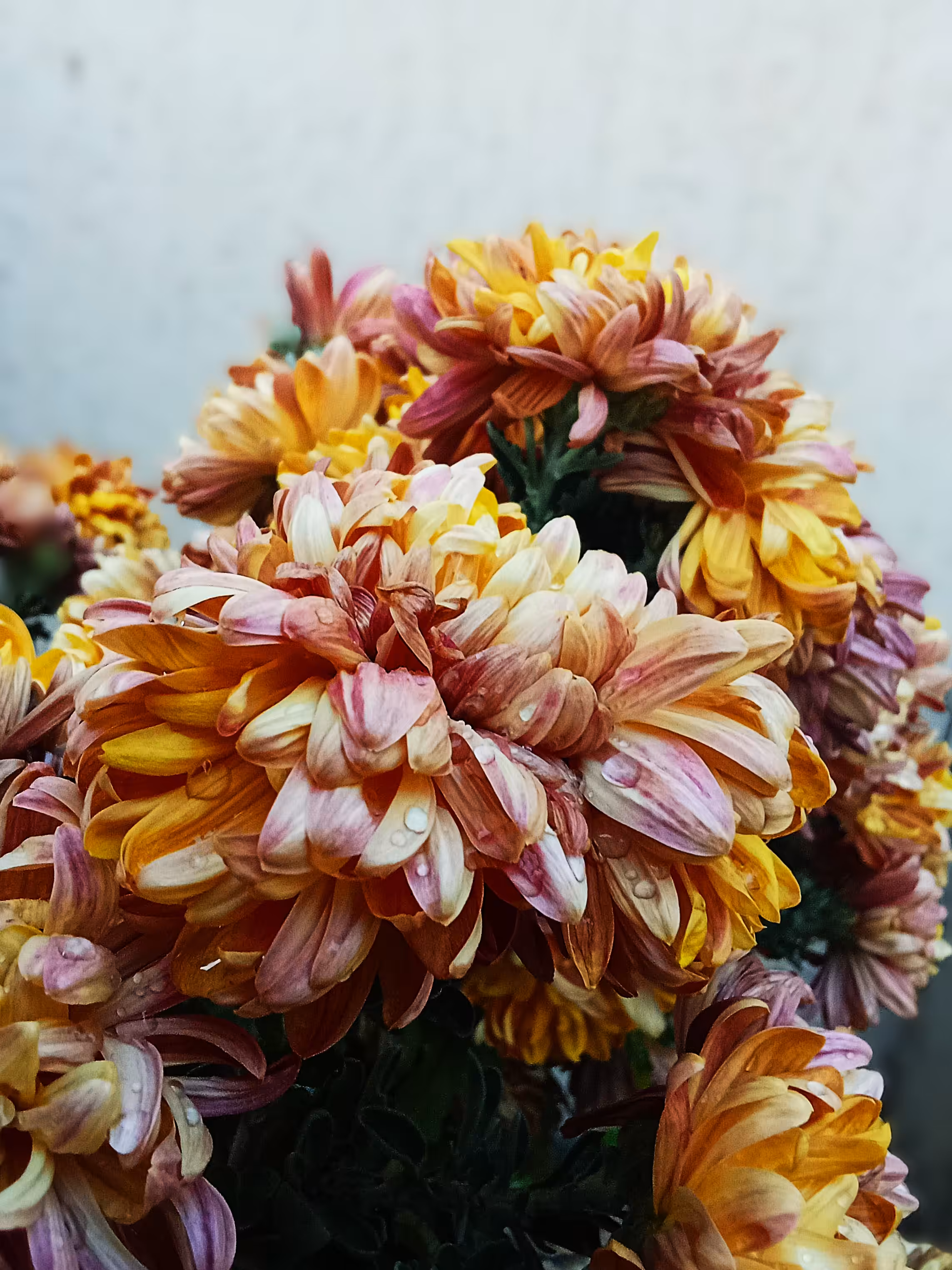 Dew and petals