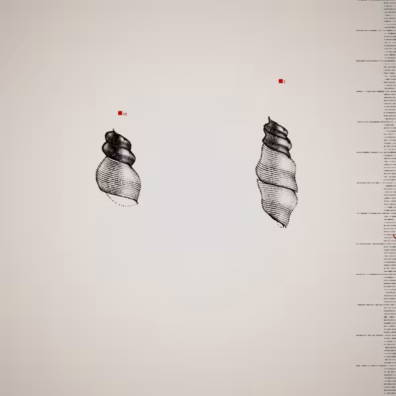 Two Specimen #174