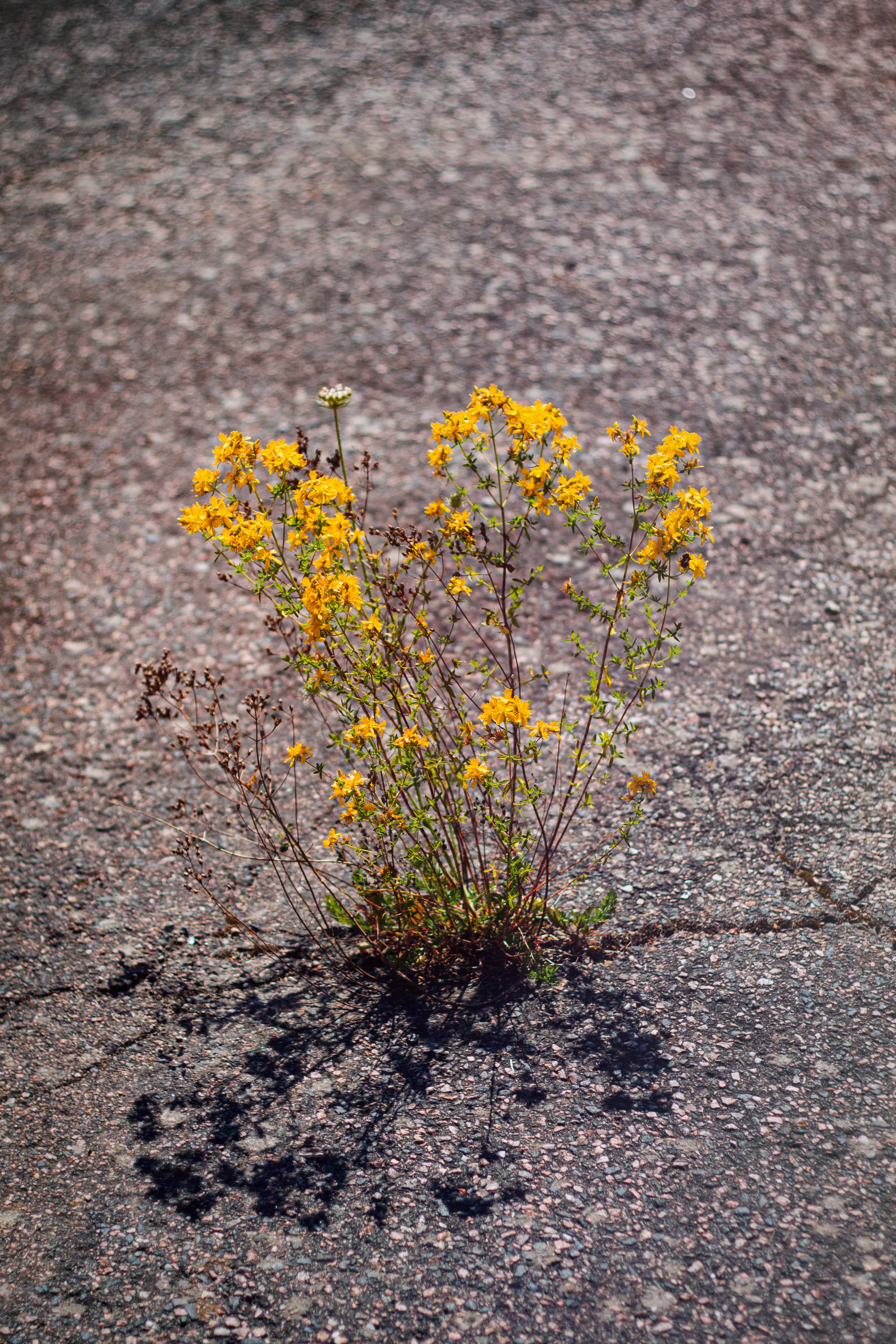 Nature Always Wins