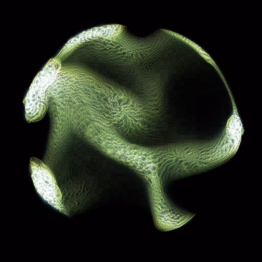 PETRI #33