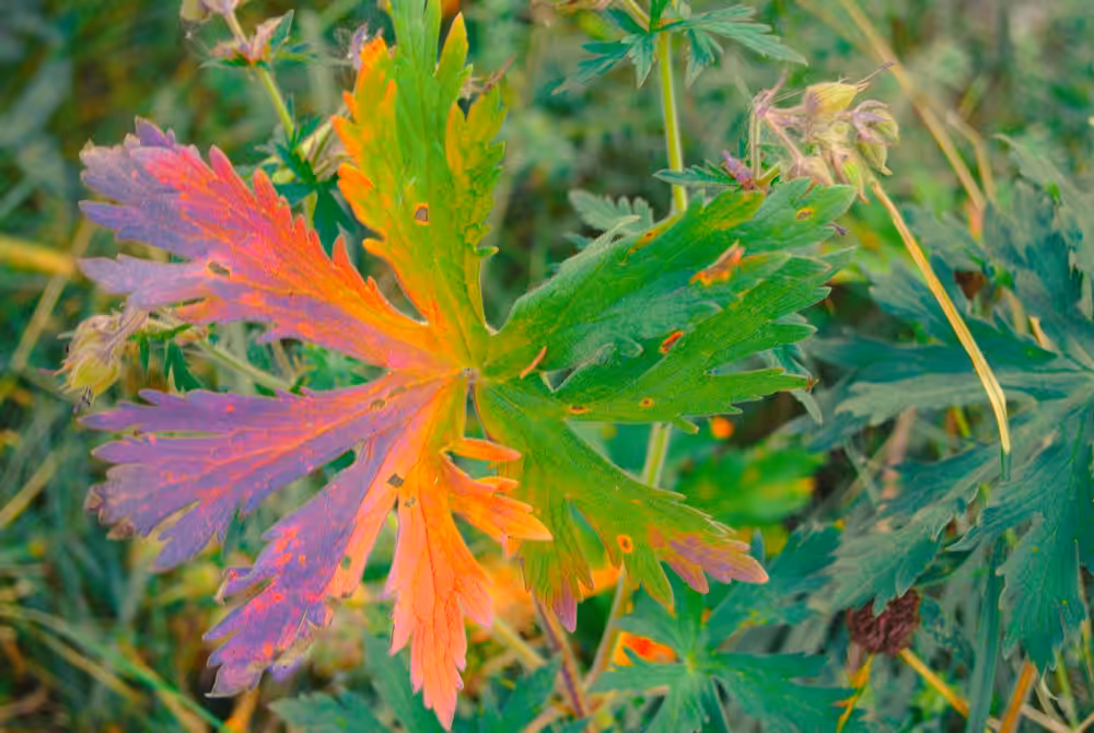 a multicolour leaf