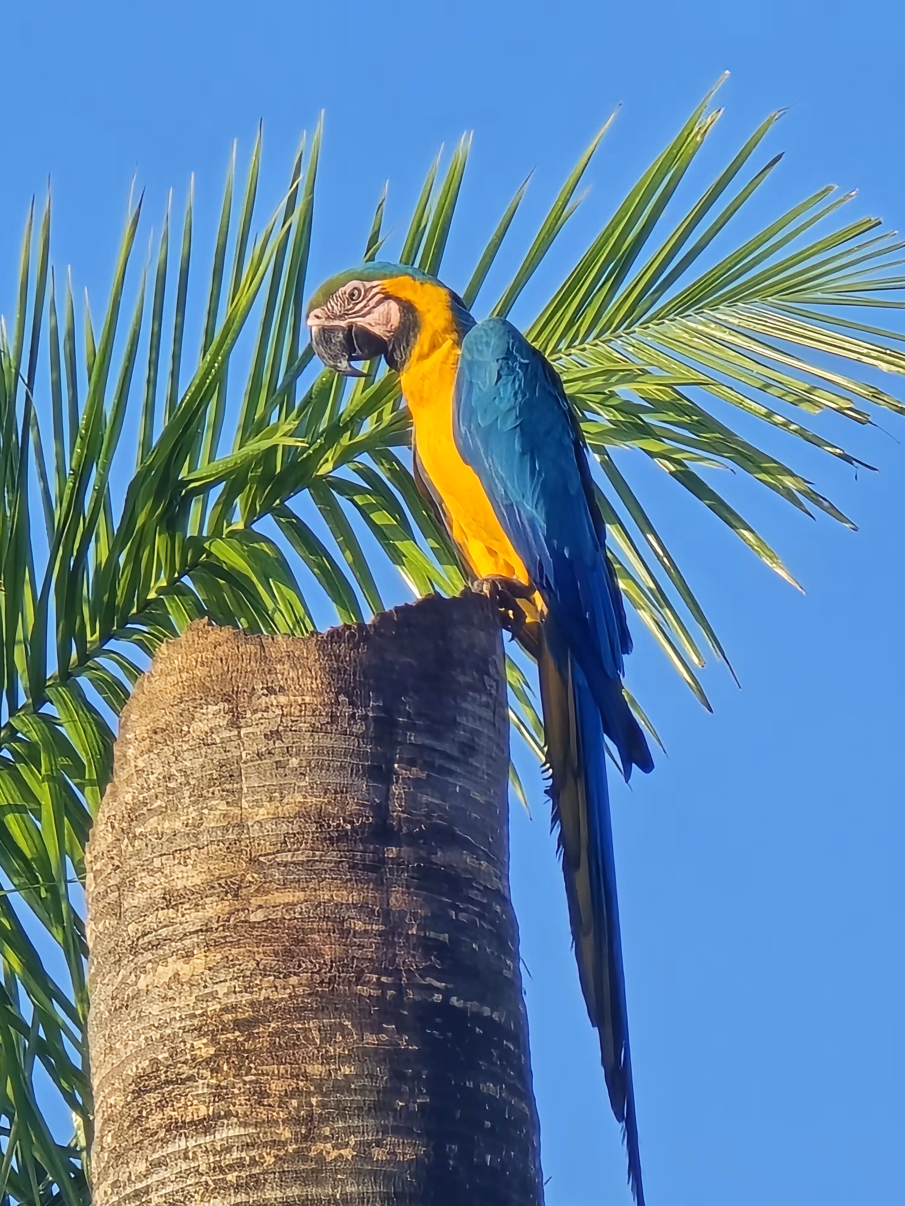 Macaw