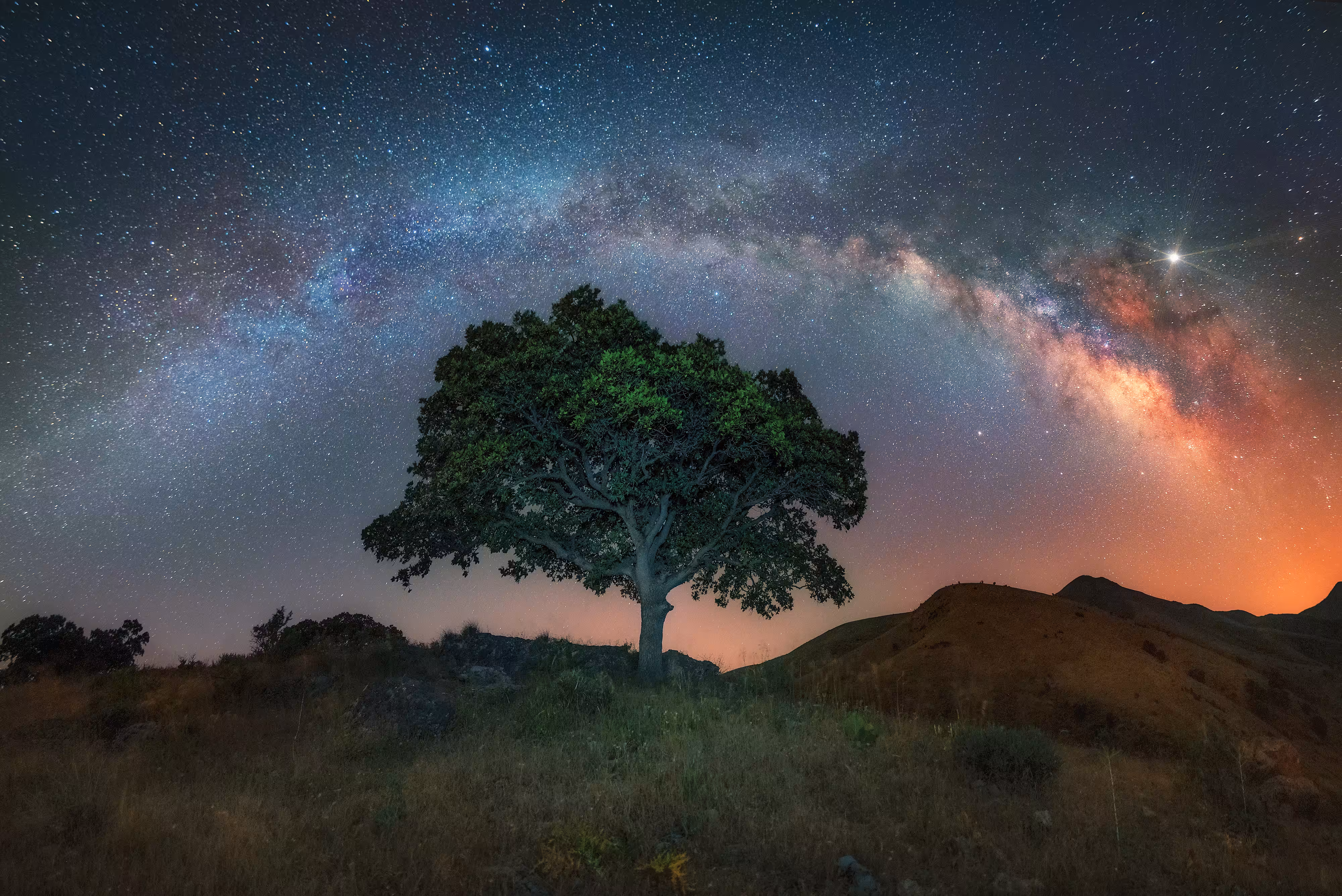 alone tree under the Milky Way