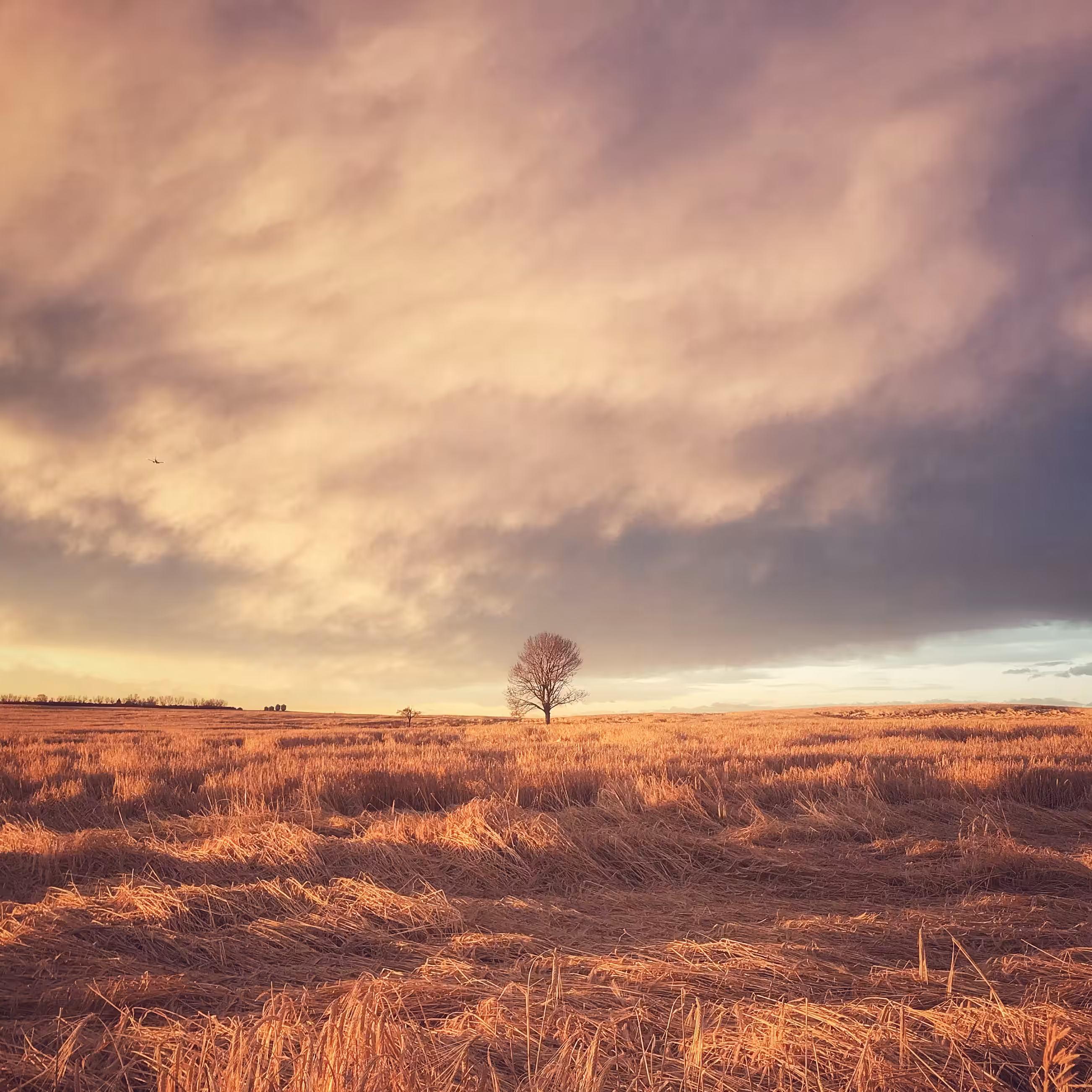 Lonely Field Tree 011