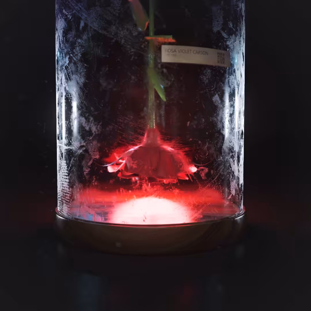 The last Rose on Earth 1