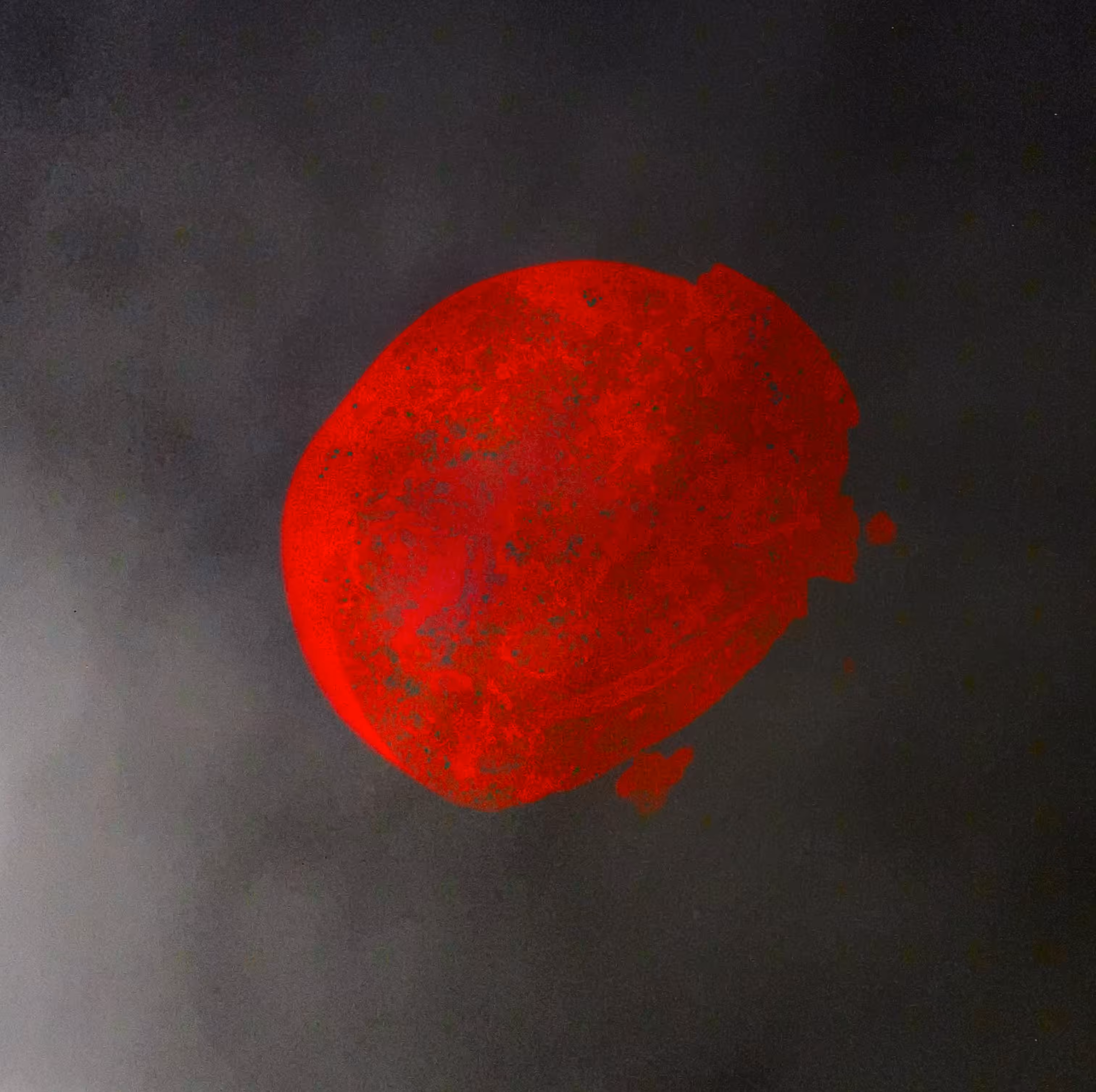 CherryBite