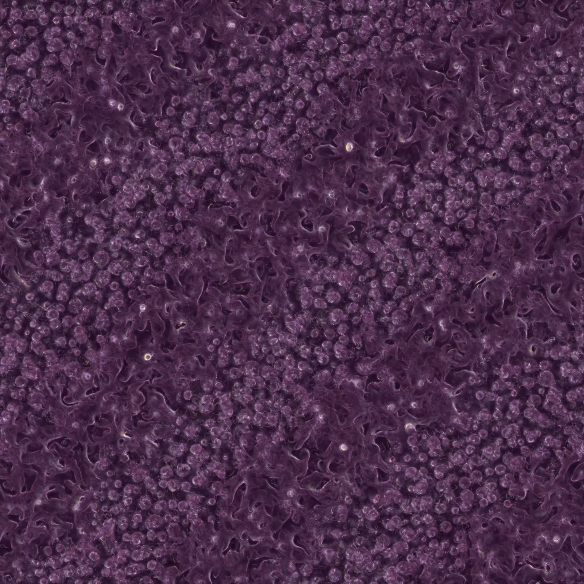 saprophyte #130