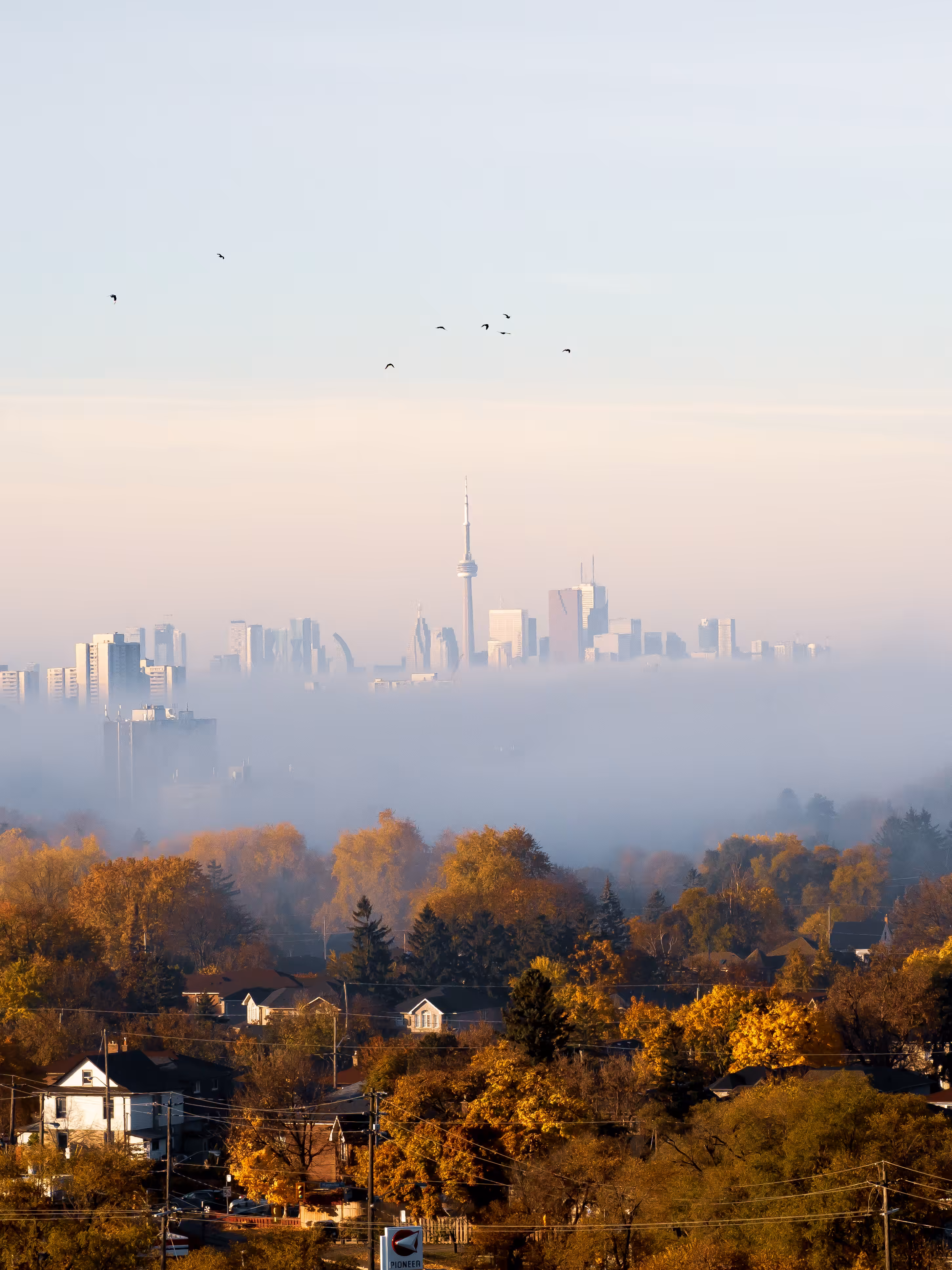 The Fog