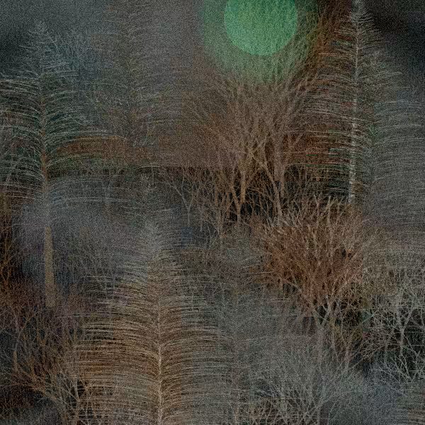 Moonlit Native Bush #36