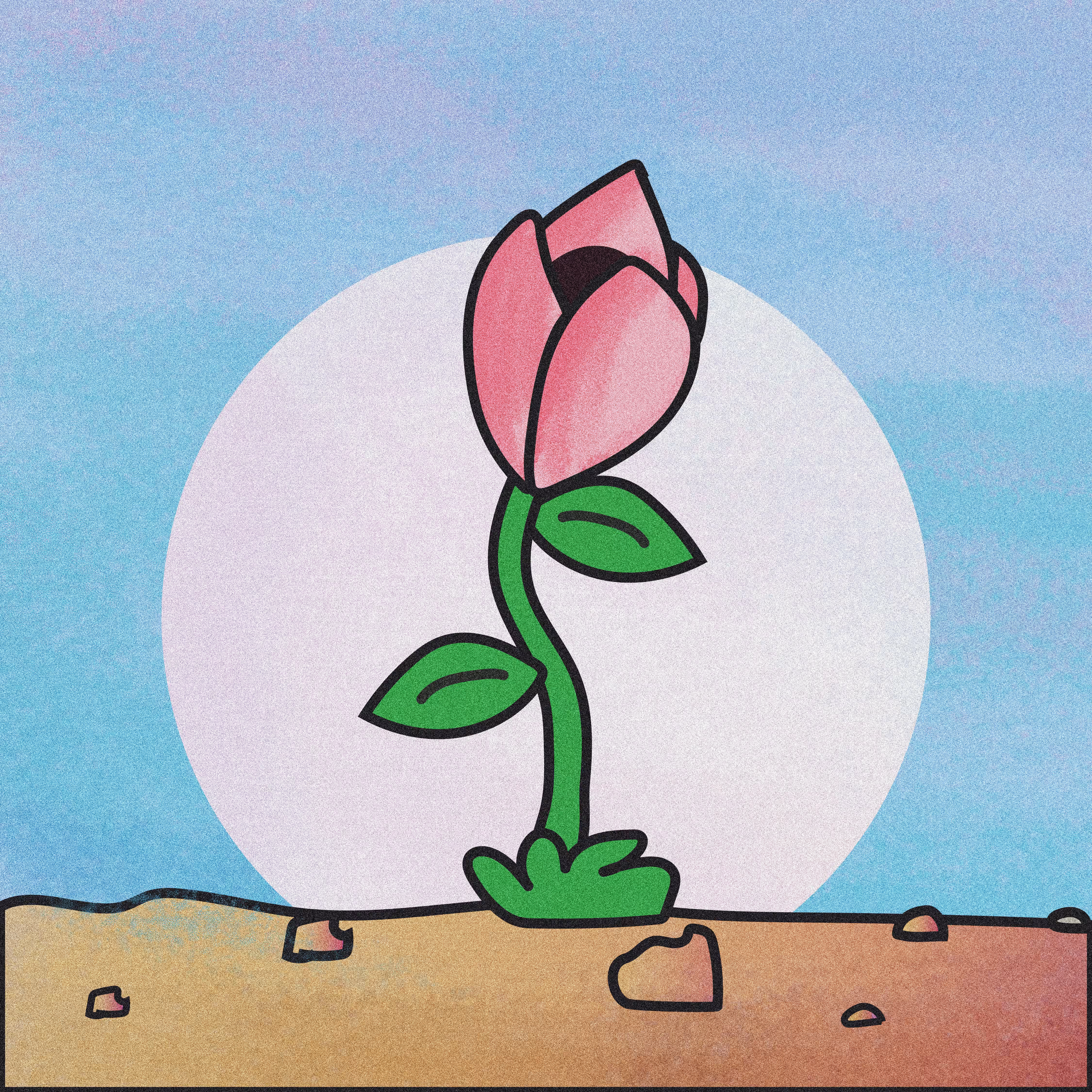 Tulipa