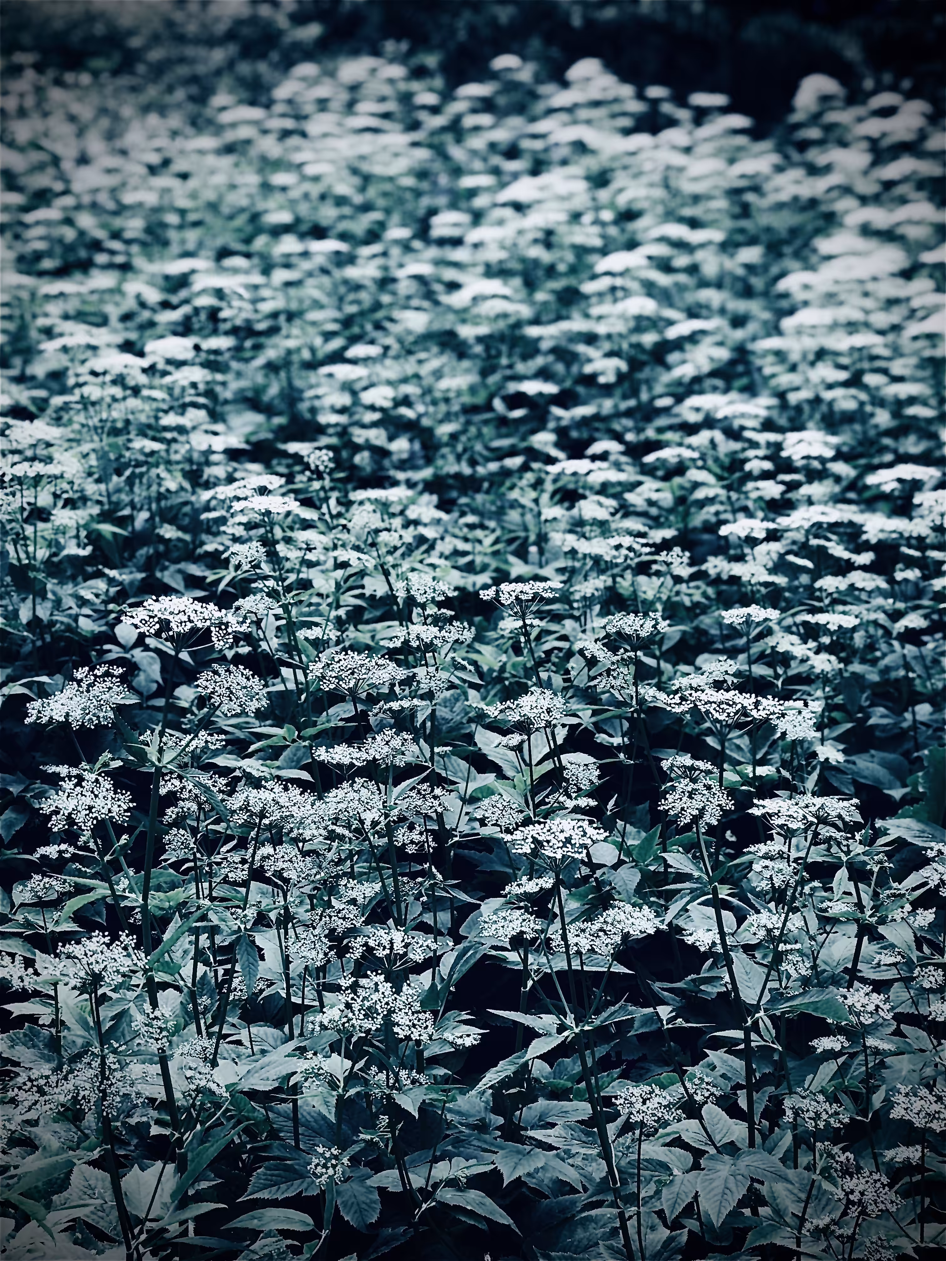 July