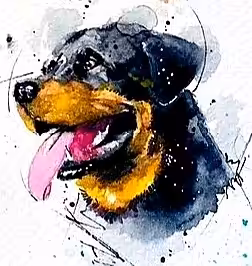 ODs#004 Rottweiler