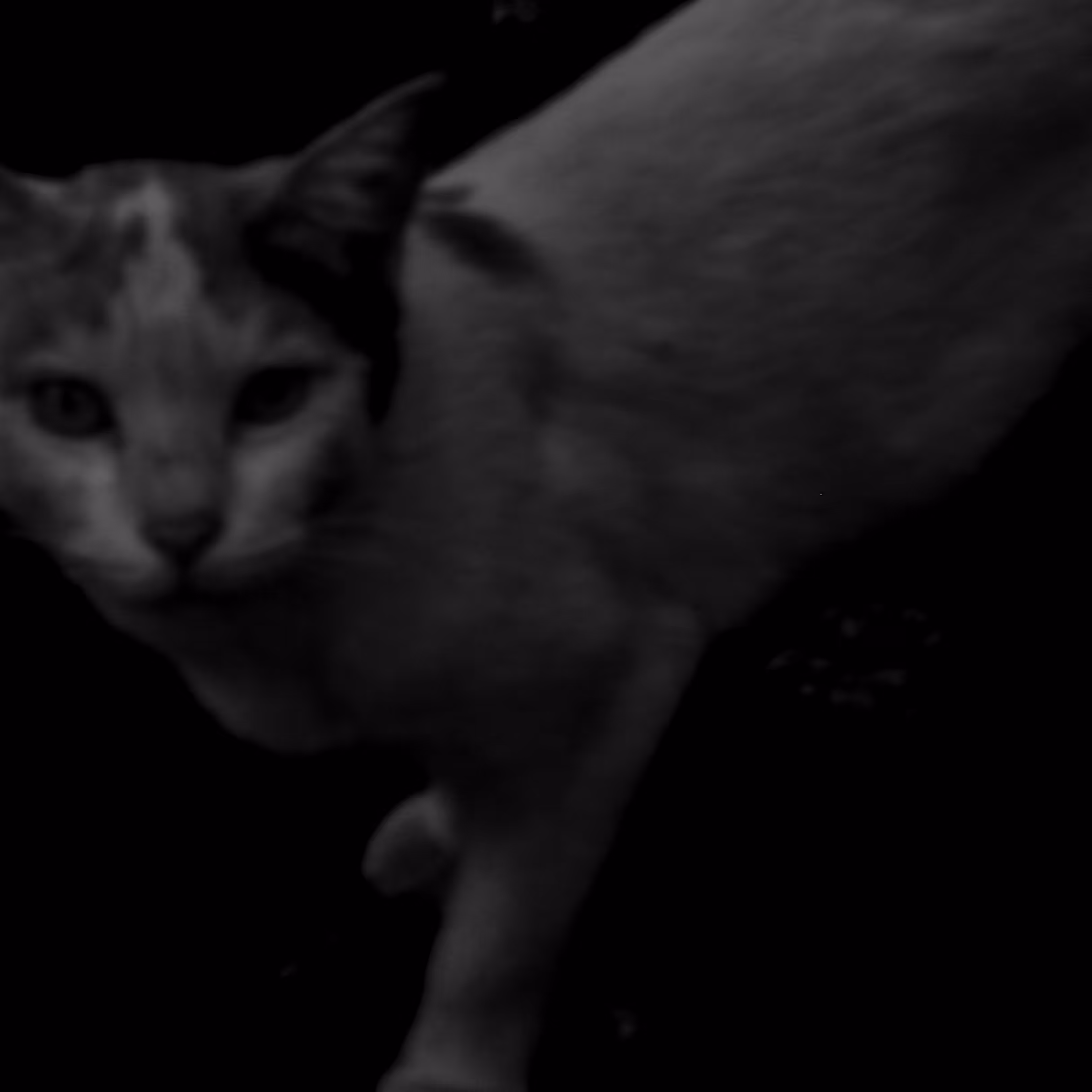 IGNIS FATUUS #5 - FELINE MOUSER