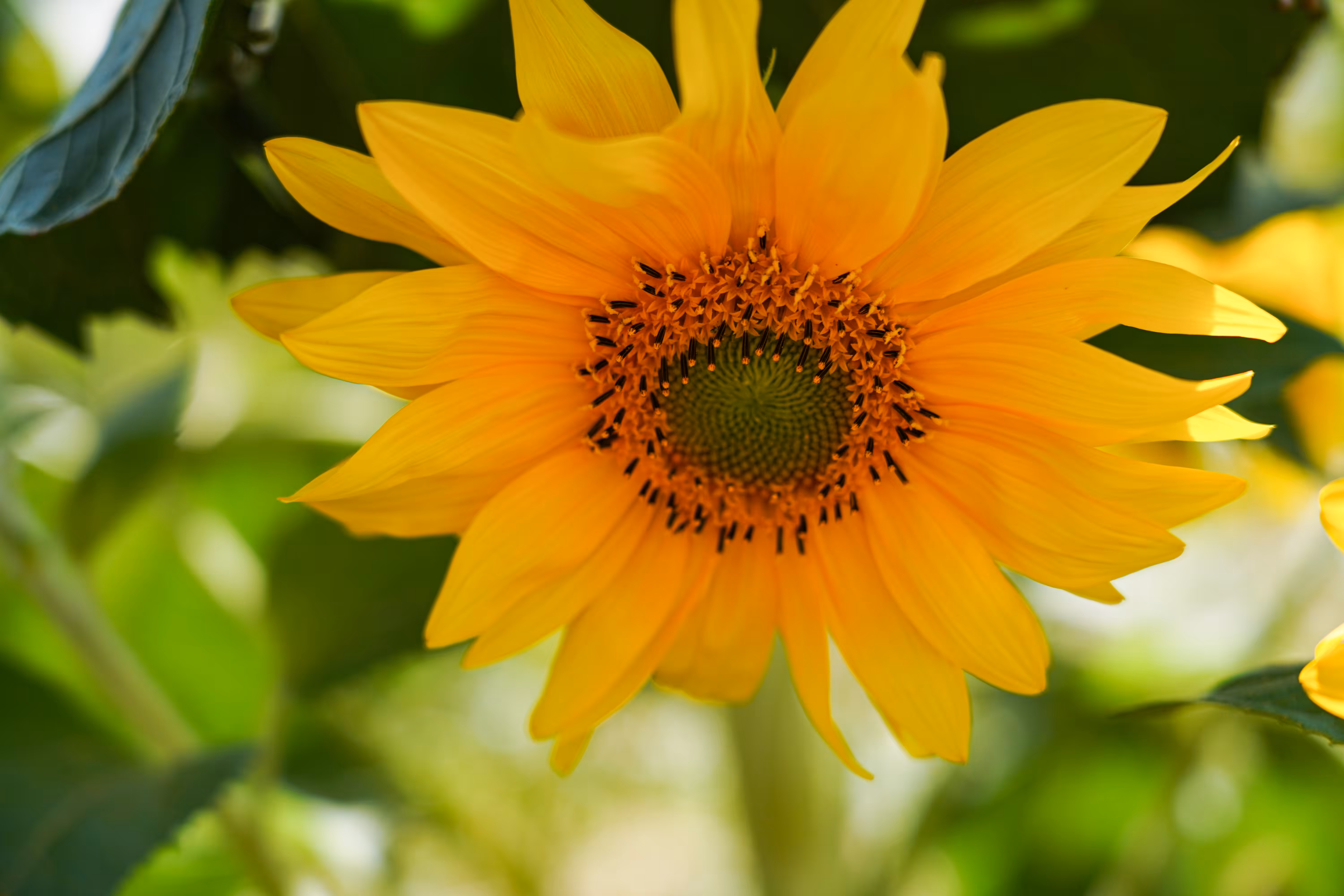 flowers: Bright Day