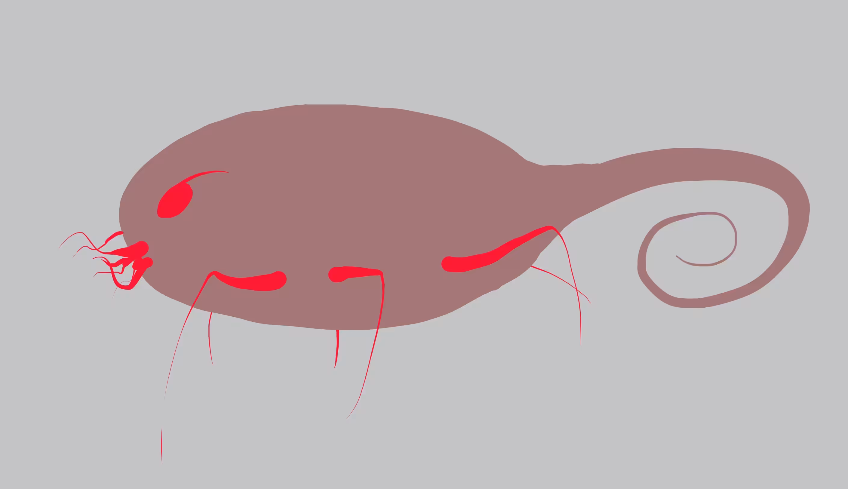 Ant