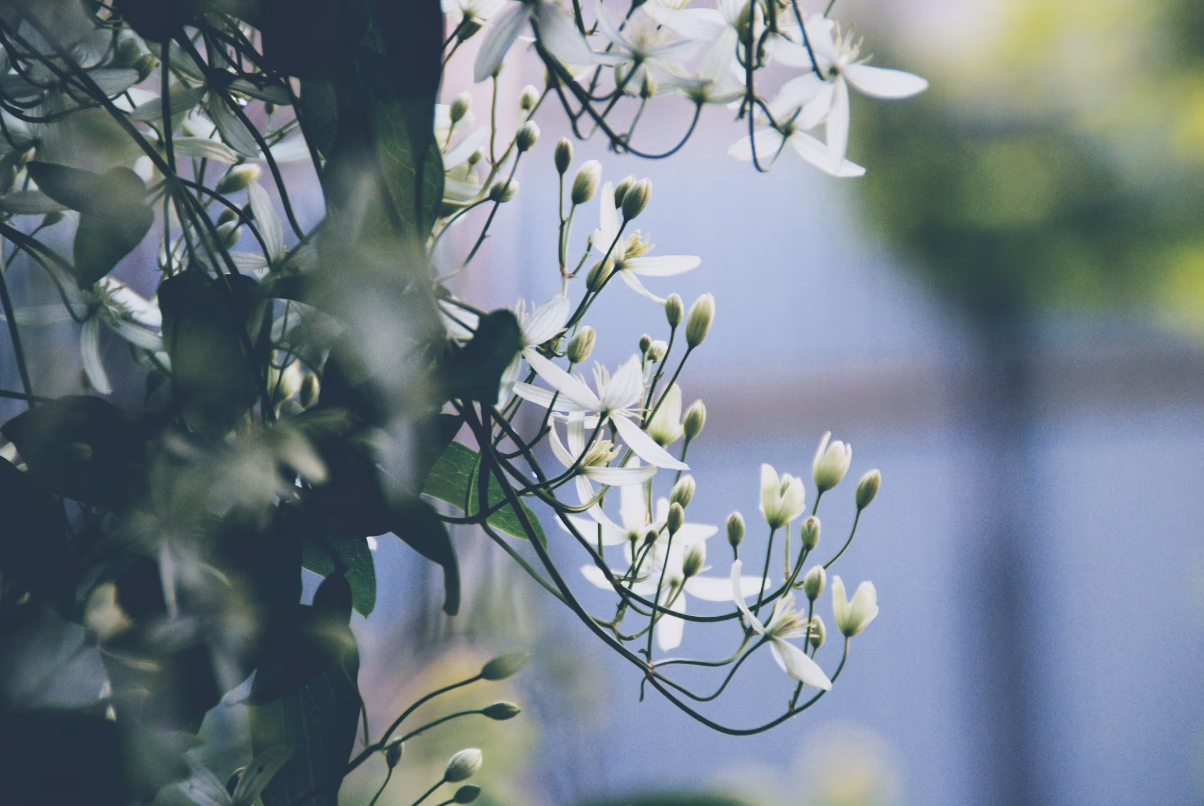  Clematis Flammula