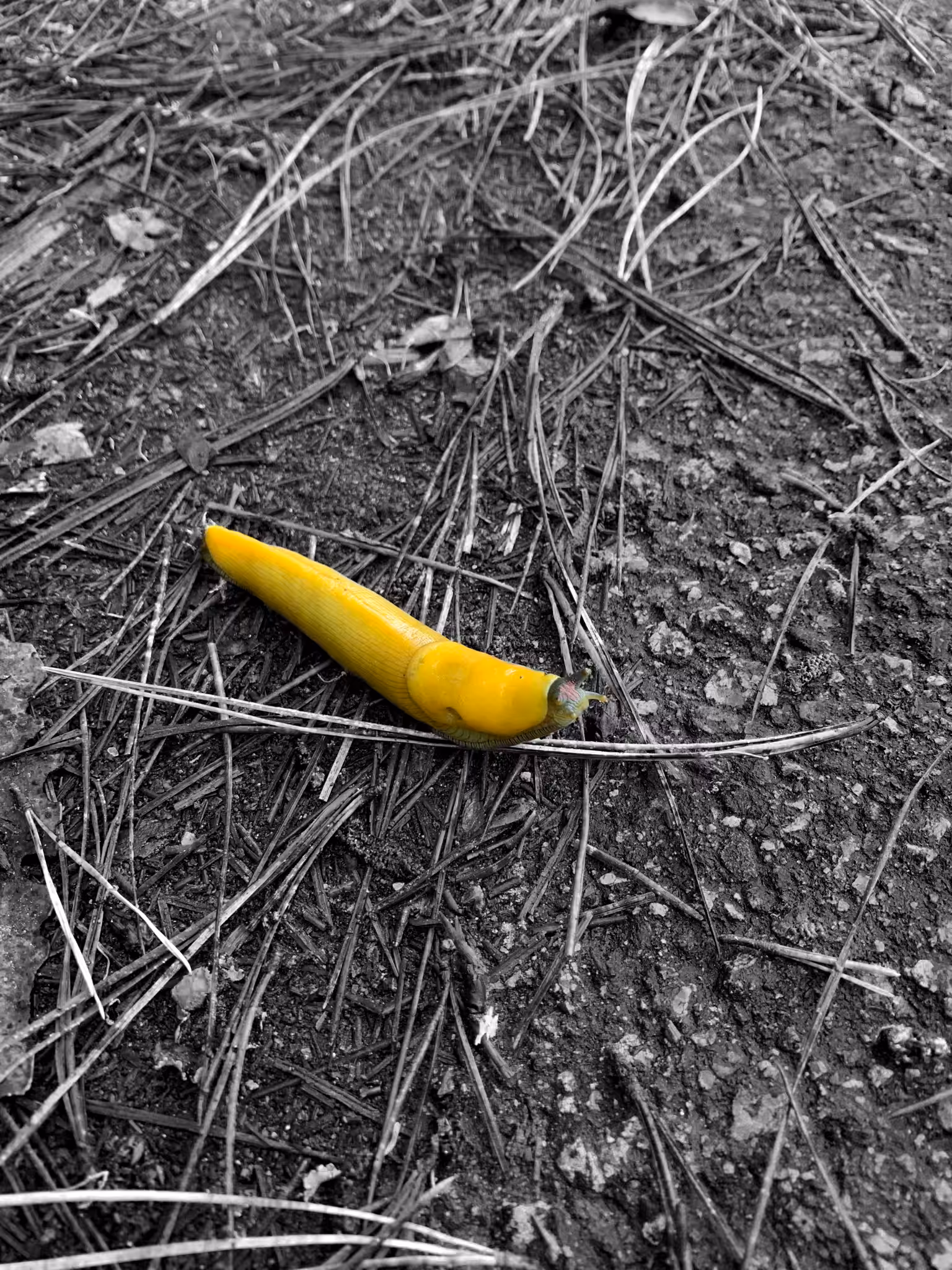 Banana?