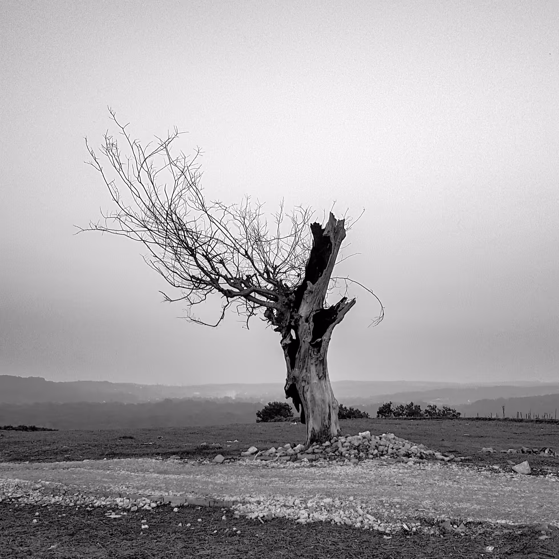 Burnt tree