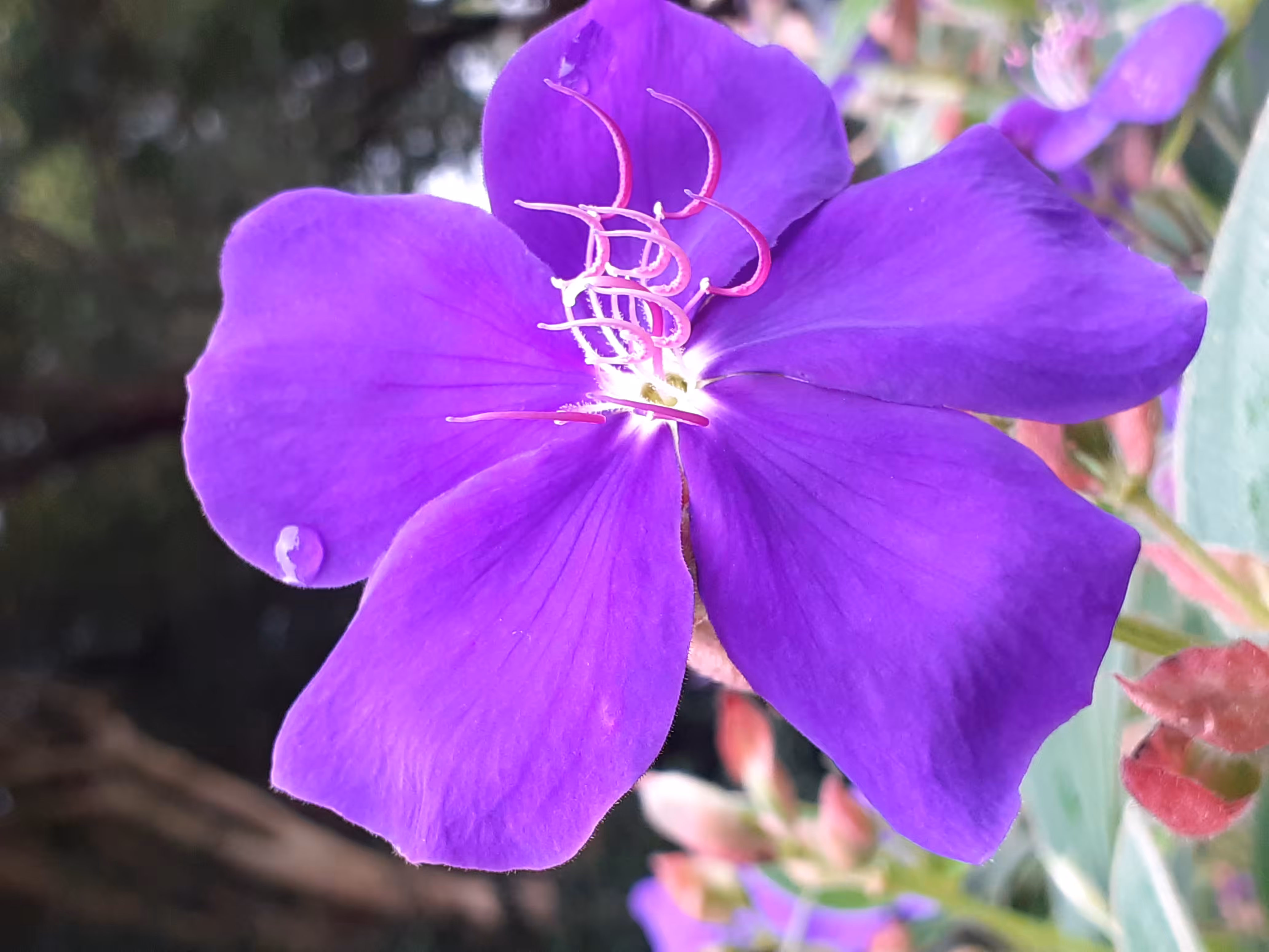 Nature: Extreme Purple